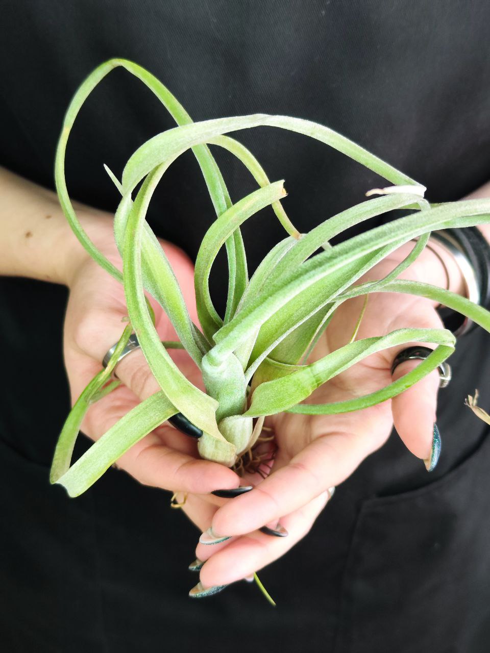 Тилландсия Курли Слим (Tillandsia Сurly Slim)