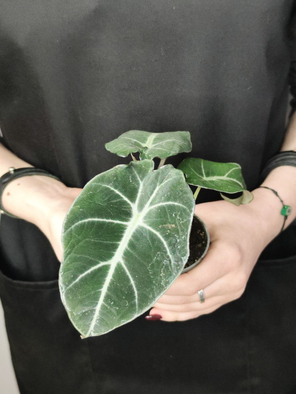Алоказия Блэк Вельвет, или Черный Бархат (Alocasia Black Velvet) D6см