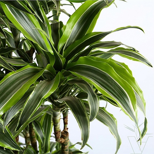 Драцена Дорадо (Dracaena dorado) 1 метр