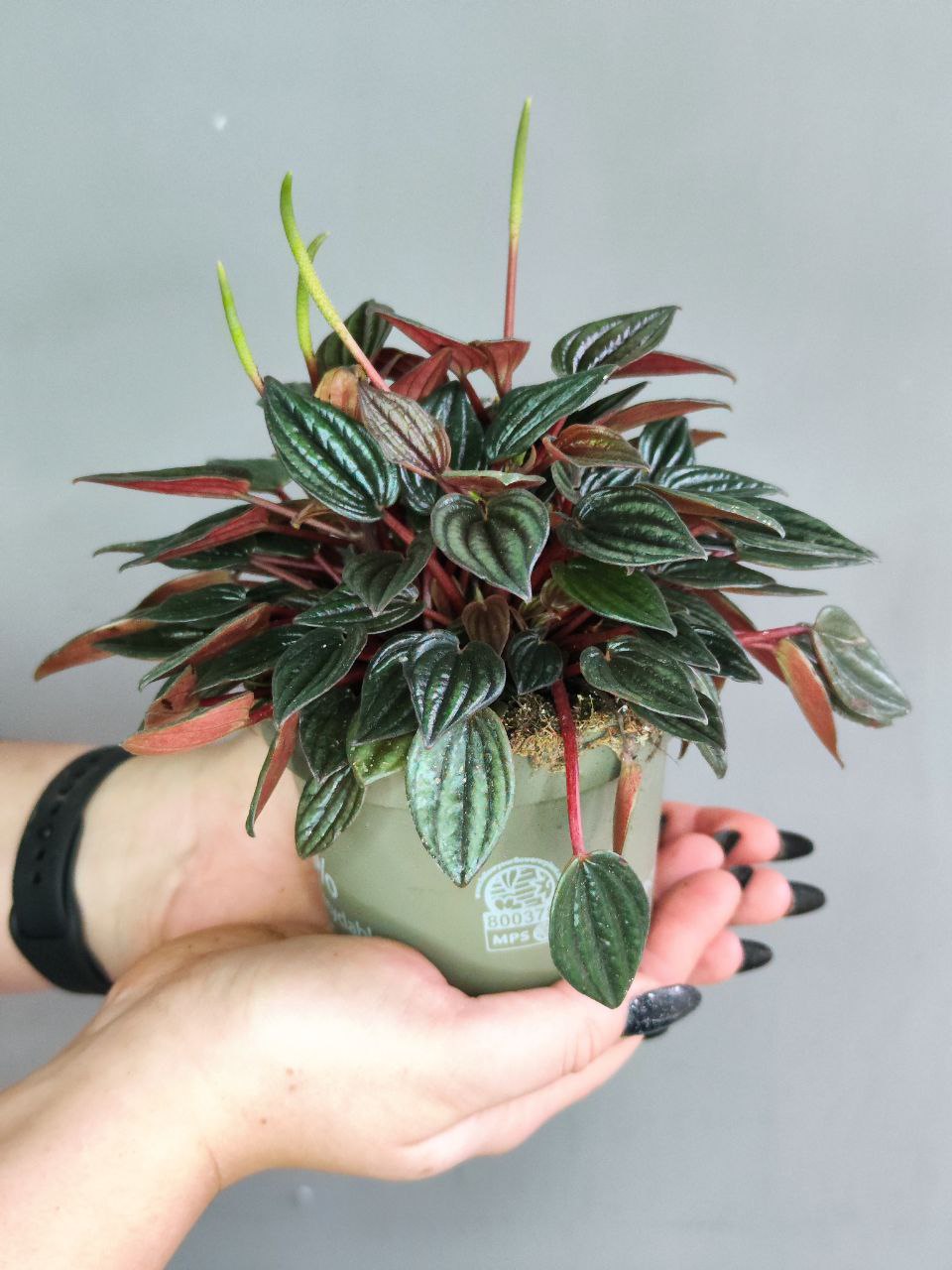 Пеперомия Лима (Peperomia Lima) D11см