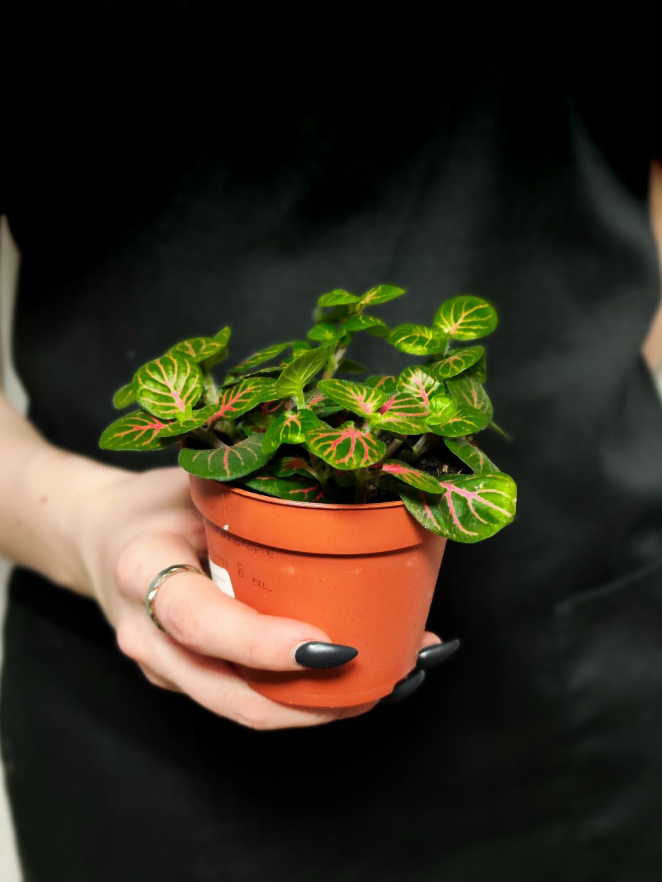 Фиттония Баббл Ред (Fittonia Bubble Red) D8,5см