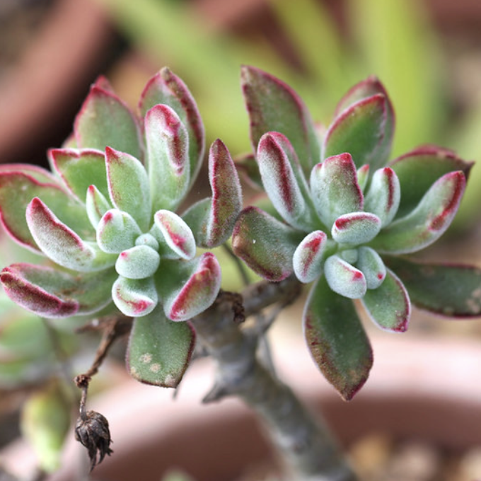 Эхеверия Пульвината Руби (Echeveria Pulvinata Ruby Blush) D5см