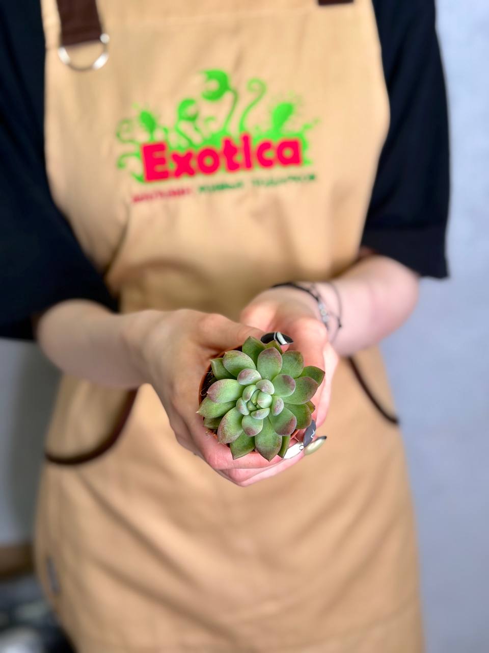 Пахиверия Глаука (Pachyveria Glauca) D5см