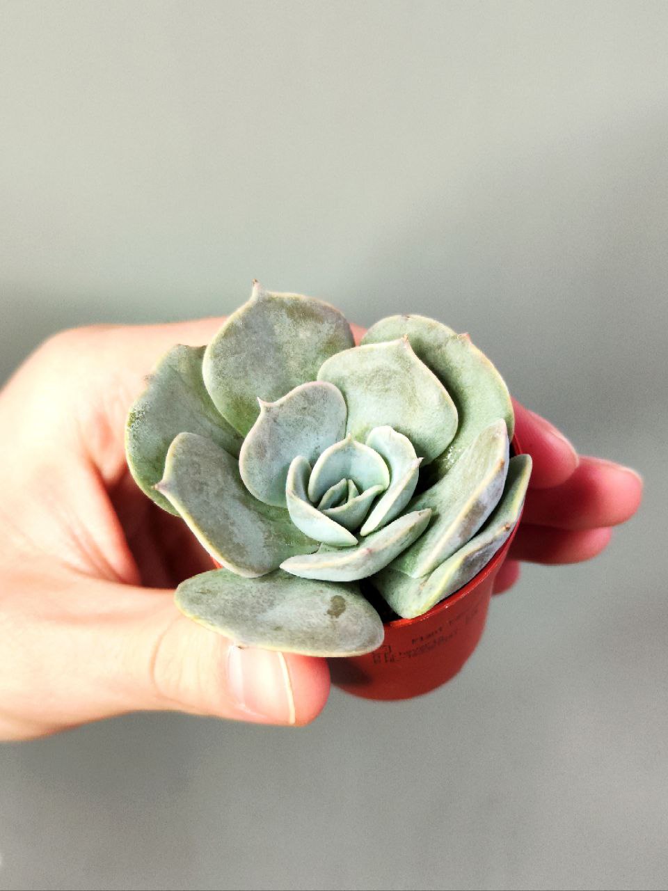 Эхеверия Поллюкс (Echeveria Pollux) D5см
