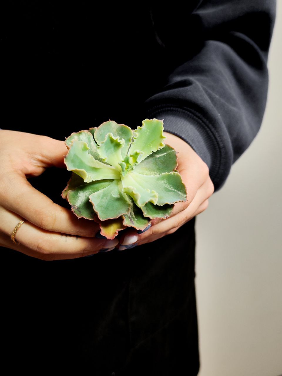 Эхеверия Шавиана Пинк Фриллс (Echeveria Shav.Pink Frills) D5см