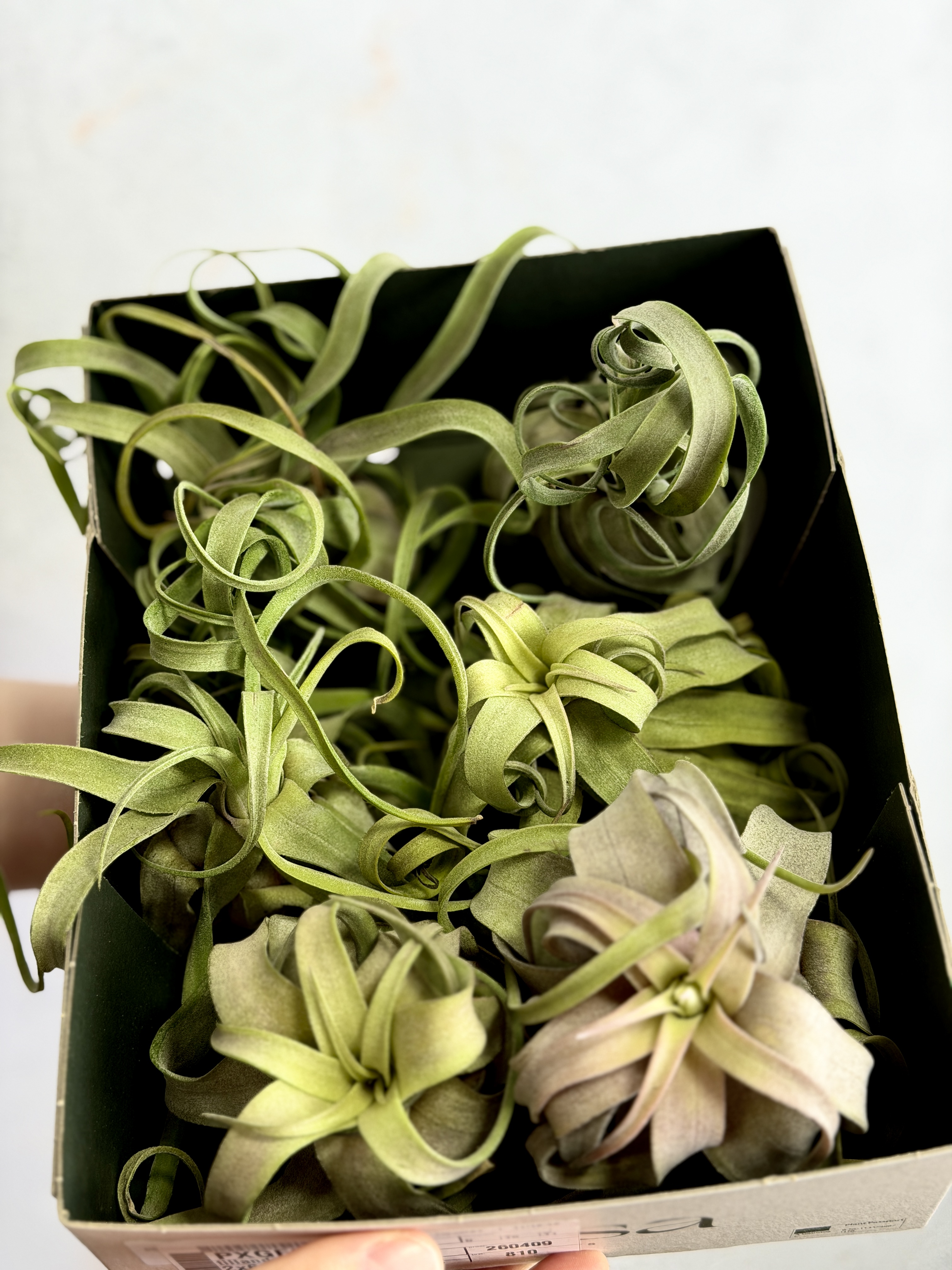 Тилландсия Стрептофилла (Tillandsia Streptophylla)