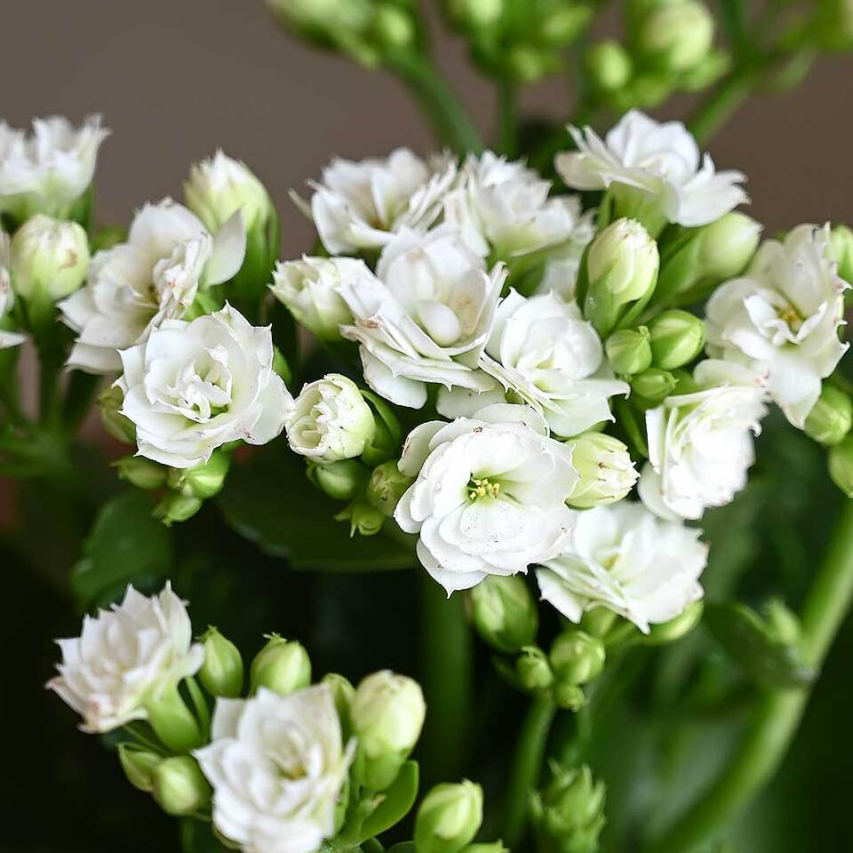 Каланхоэ Розалина Белая (Kalanchoe Rosalina White) D6см