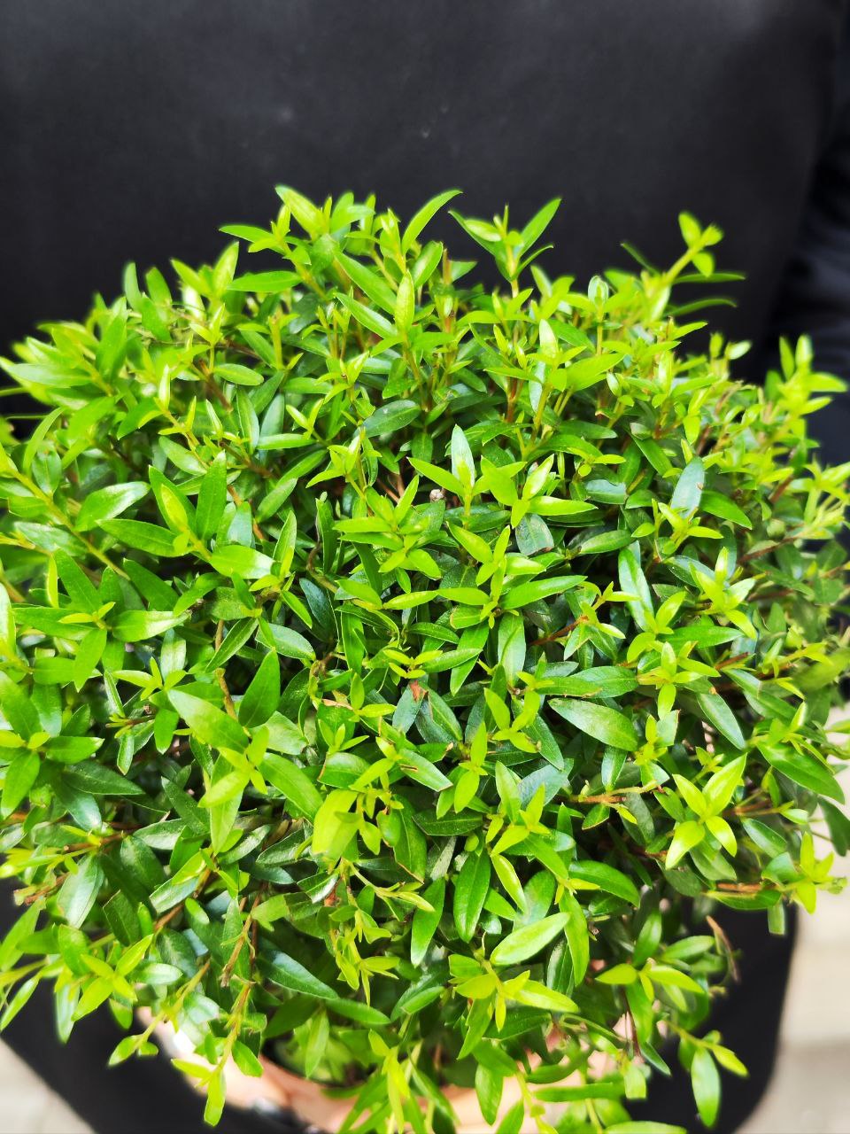 Мирт Комнатный (Myrtus Communis On Stem) D12см