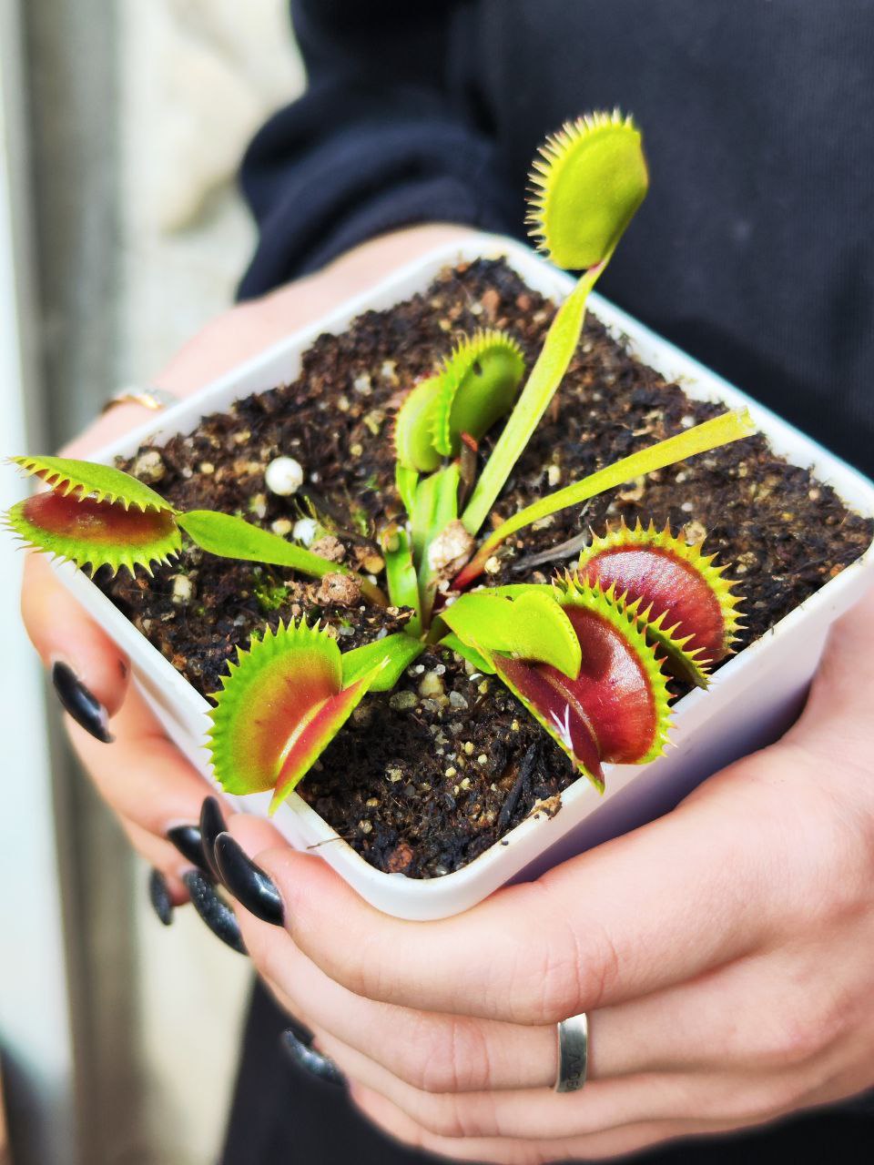 Венерина Мухоловка Гигантская Пилообразнозубая (Dionaea Muscipula South West Giant x Sawtooth) D9см