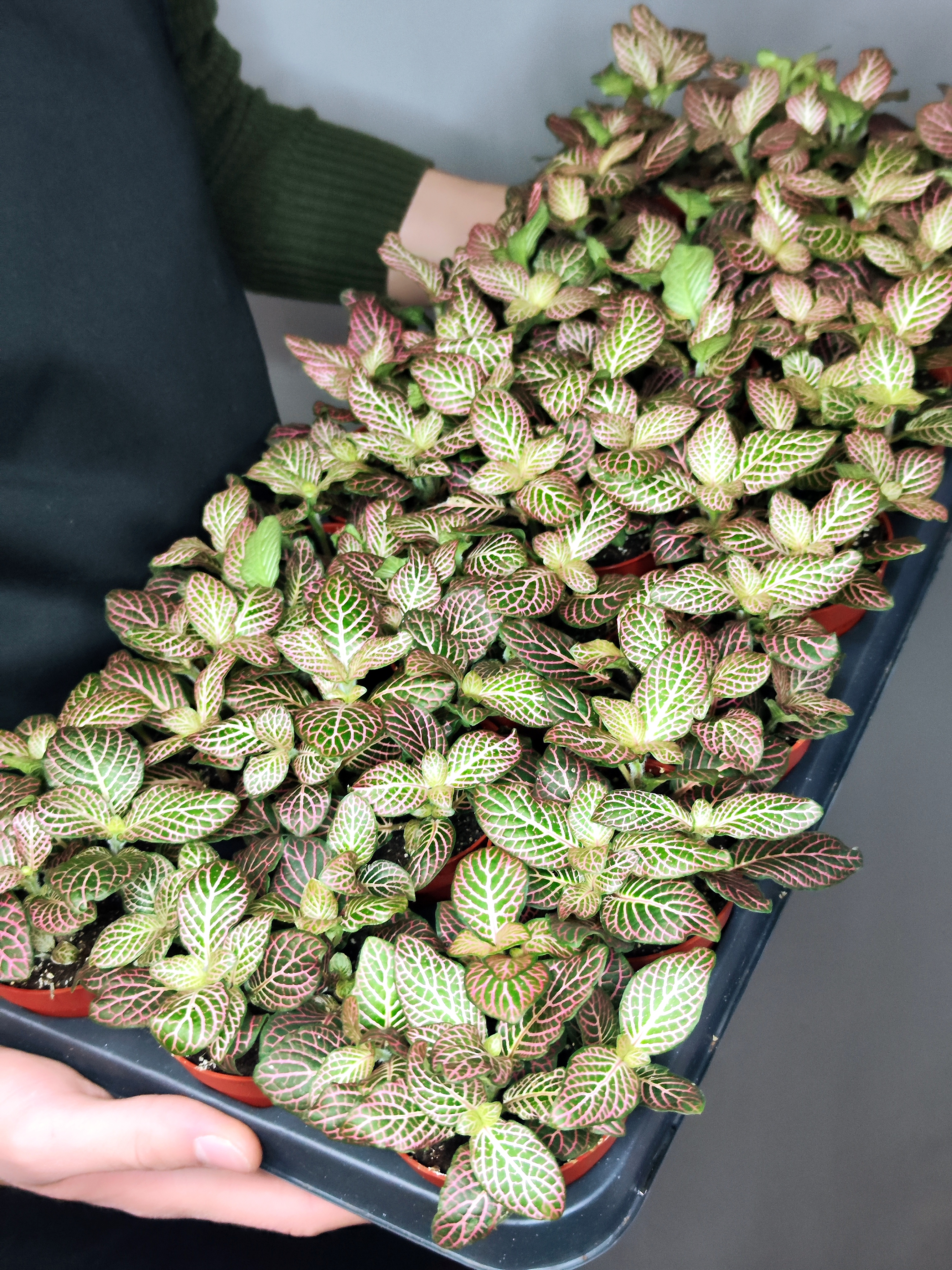 Фиттония Красный Ангел (Fittonia Red Angel) D8,5см