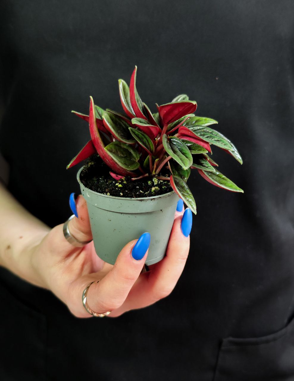 Пеперомия Россо (Peperomia Rosso) D5см
