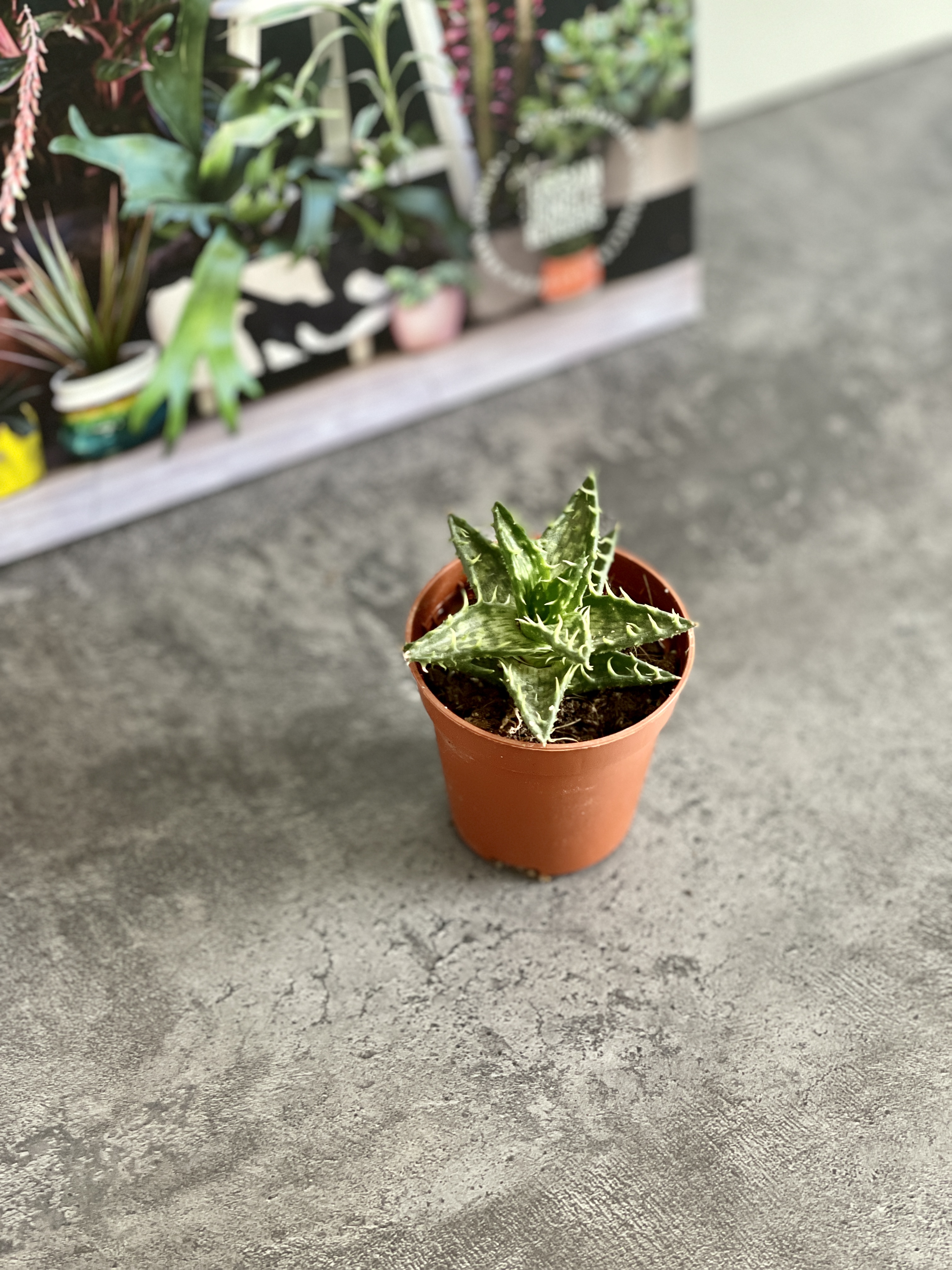 Алоэ Оттопыренное Мини (Aloe Squarrosa Mini) D5см