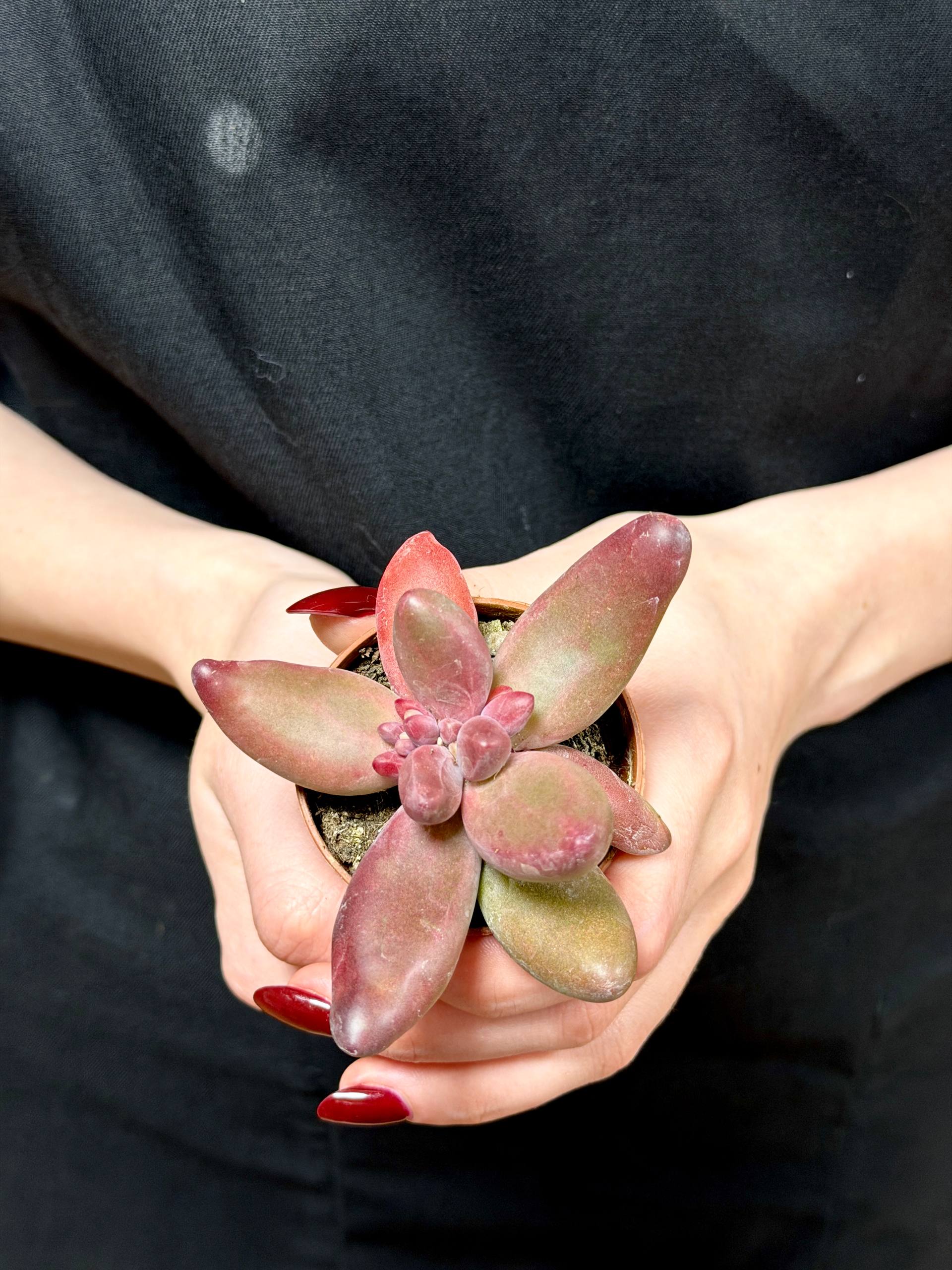 Пахифитум Ганьчжоу (Pachyphytum Ganzhou) D5см