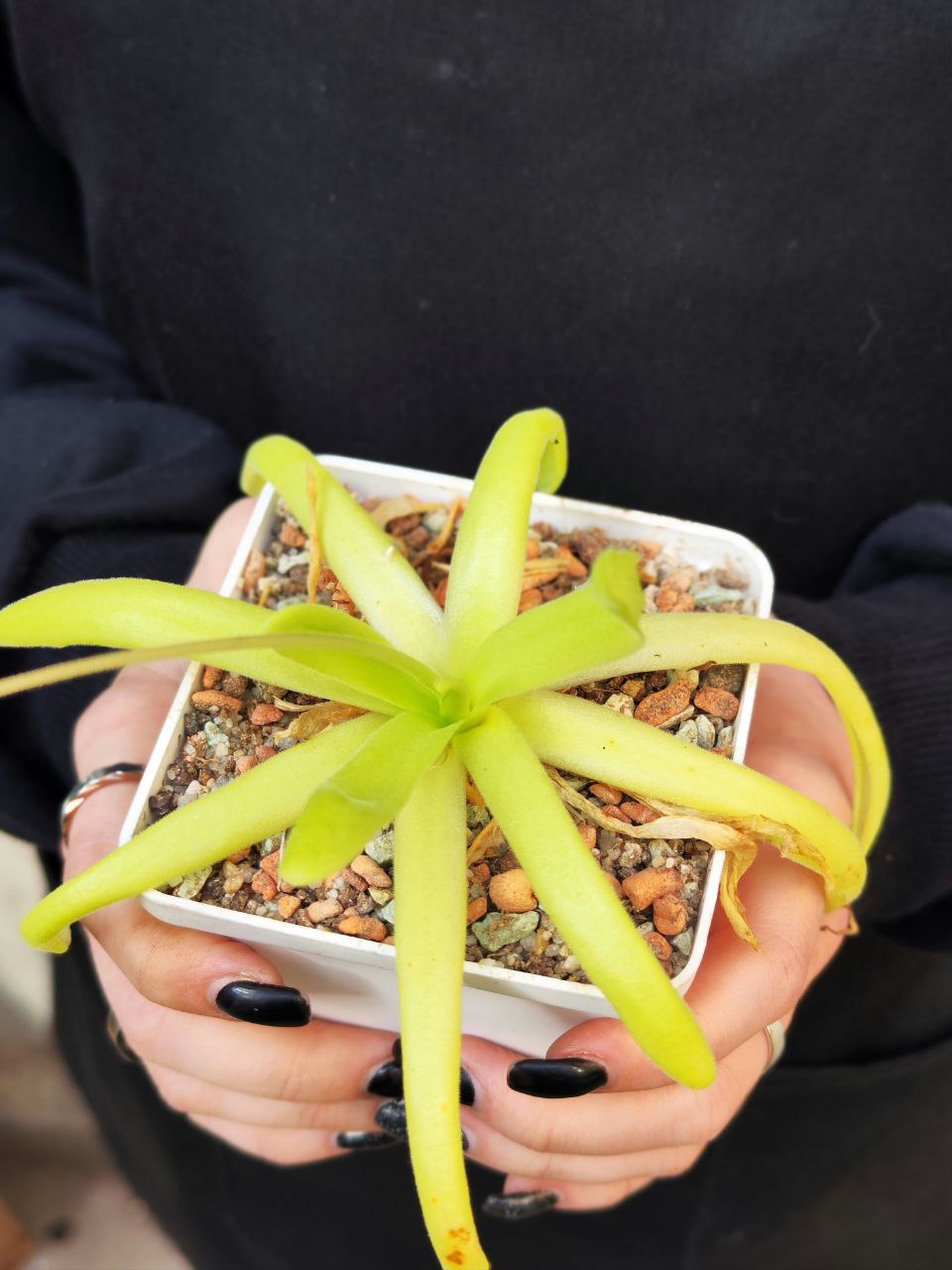 Жирянка Мостезума Гигантеа (Pinguicula Moctezumae x Gigantea) D12см