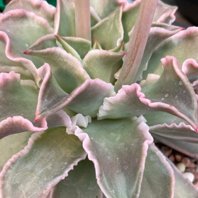 Эхеверия Мадиба (Echeveria Madiba) D5см