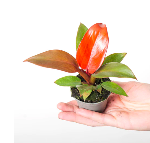 Филодендрон Ред Сан (Philodendron Red Sun) D6см