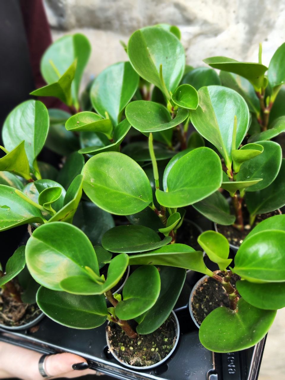 Пеперомия Туполистная Зеленая (Peperomia Obtusifolia Green) D5см