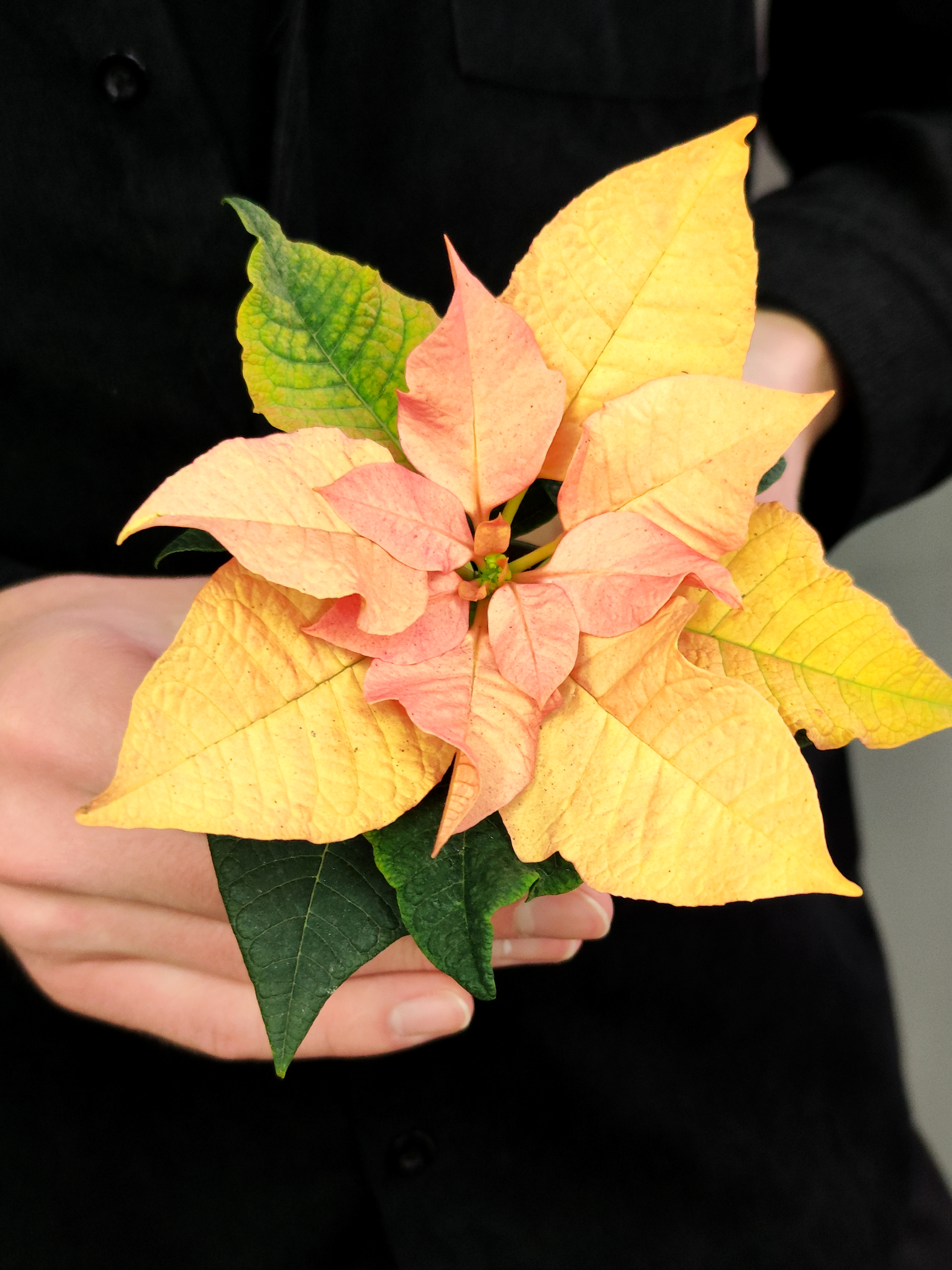 Пуансеттия Ванильно - Лимонная (Poinsettia Lemon Snow) D6см