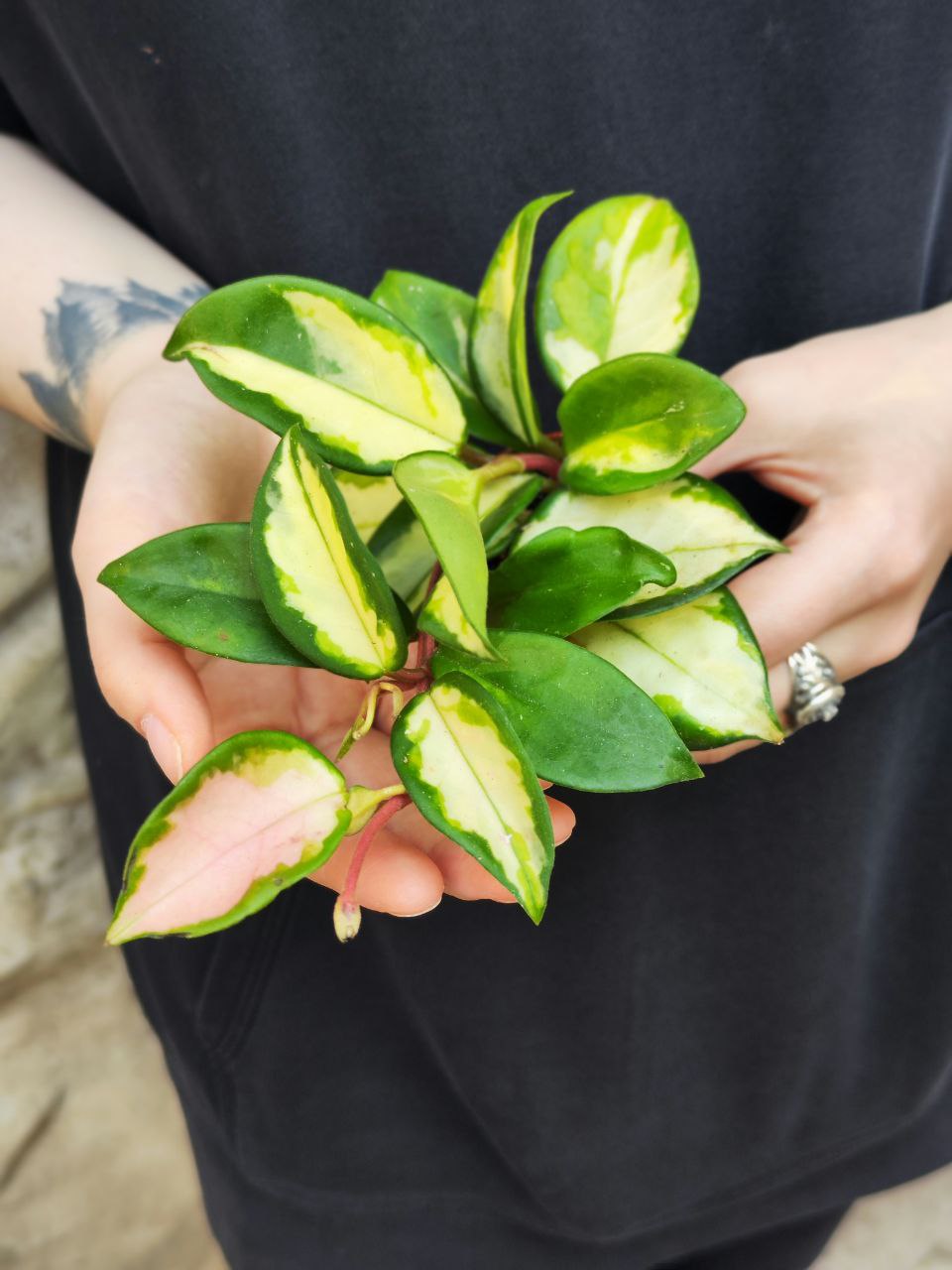 Хойя Карноза Триколор (Hoya Carnosa Tricolor) D6см
