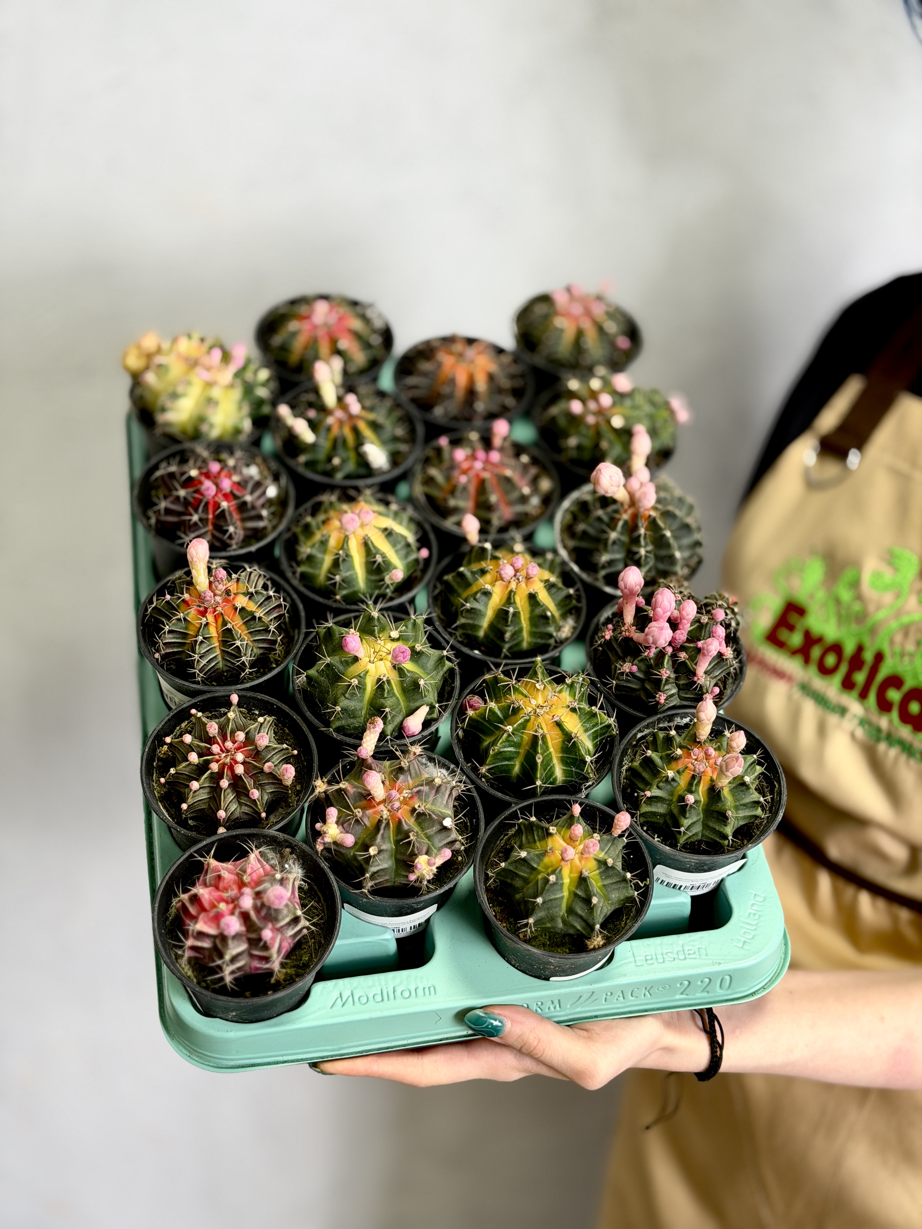 Гимнокалициум Михановича Вариегатный Желтый (Gymnocalycium Mihanovichii Variegata Yellow) D7см
