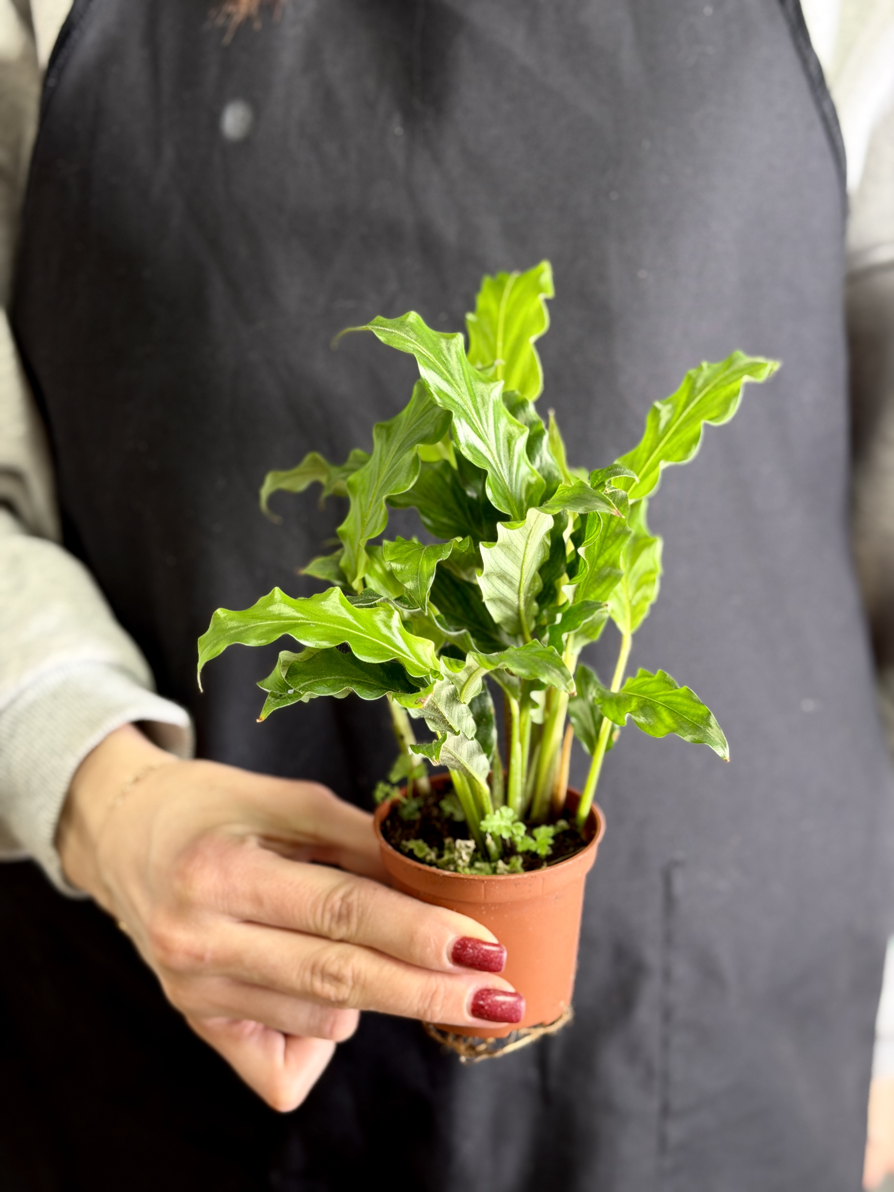 Калатея Руфибарба (Calathea Rufibarba) D7см