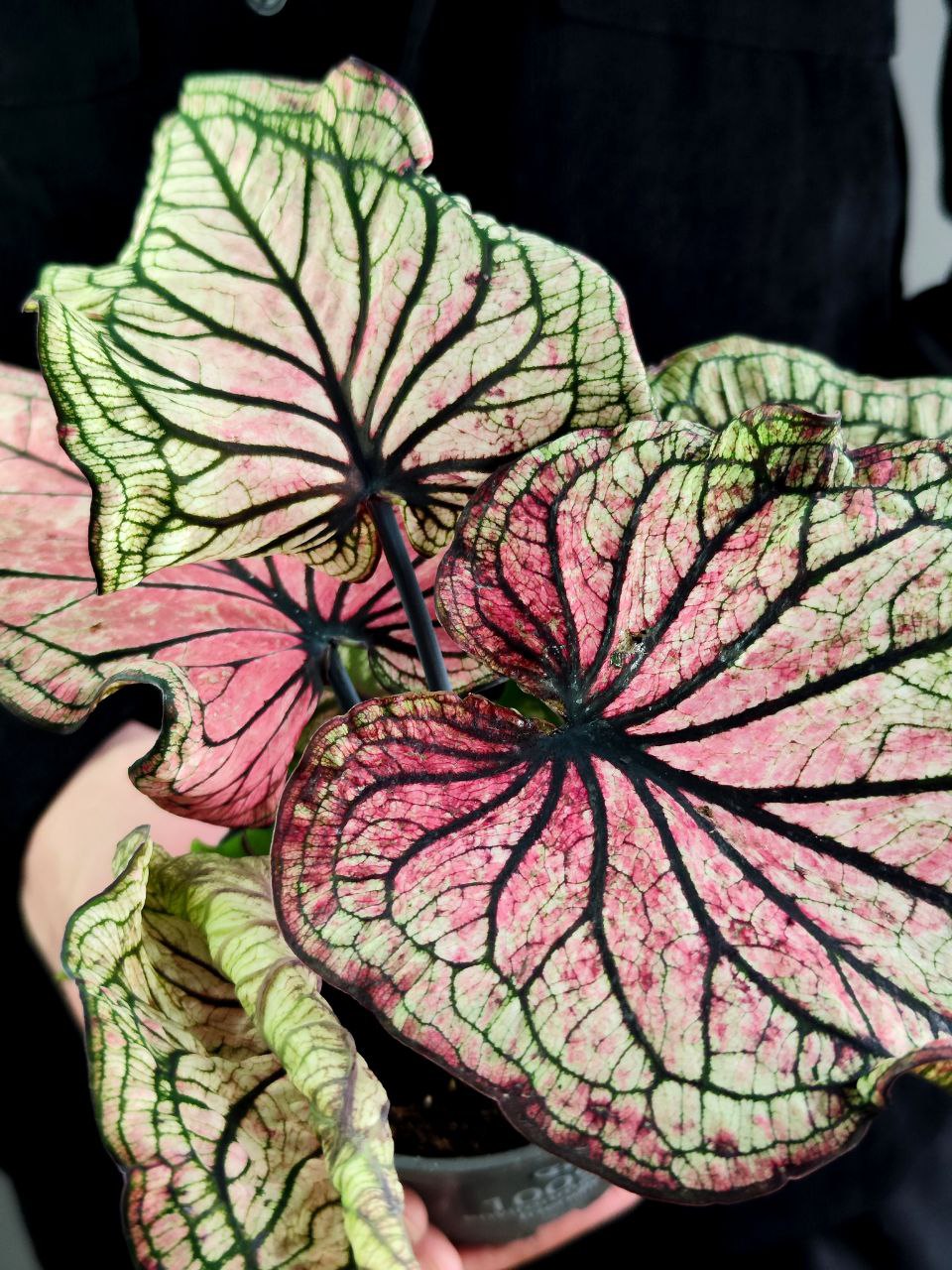 Каладиум Люси (Caladium Lucia) D12см