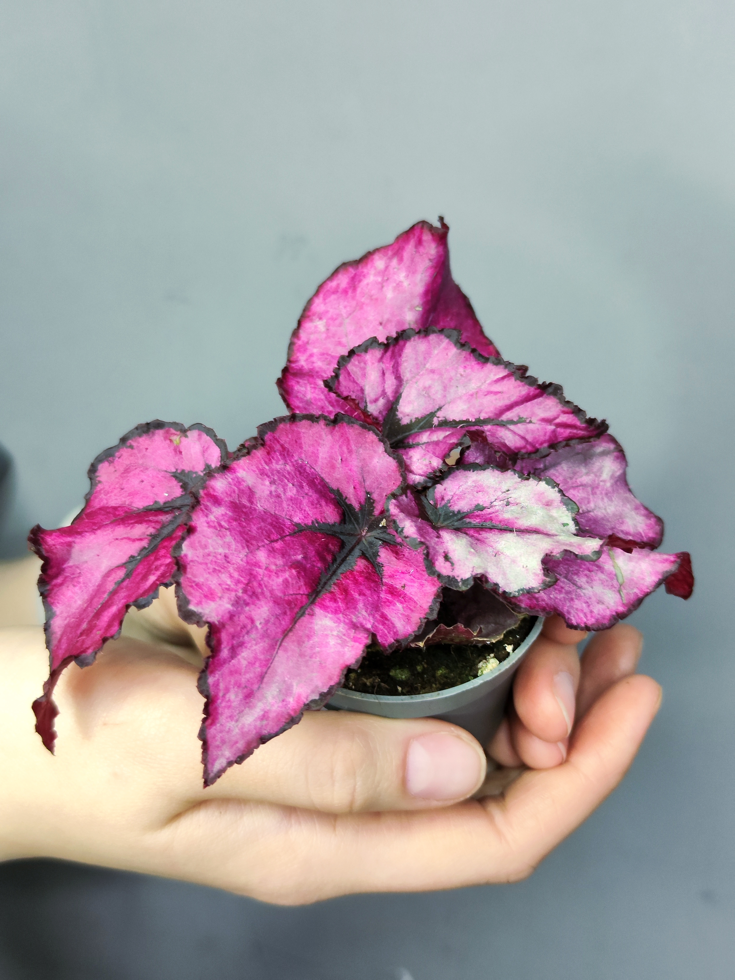 Бегония Индийское Лето, или Индиан Саммер (Begonia Beleaf Indian Summer) D6см