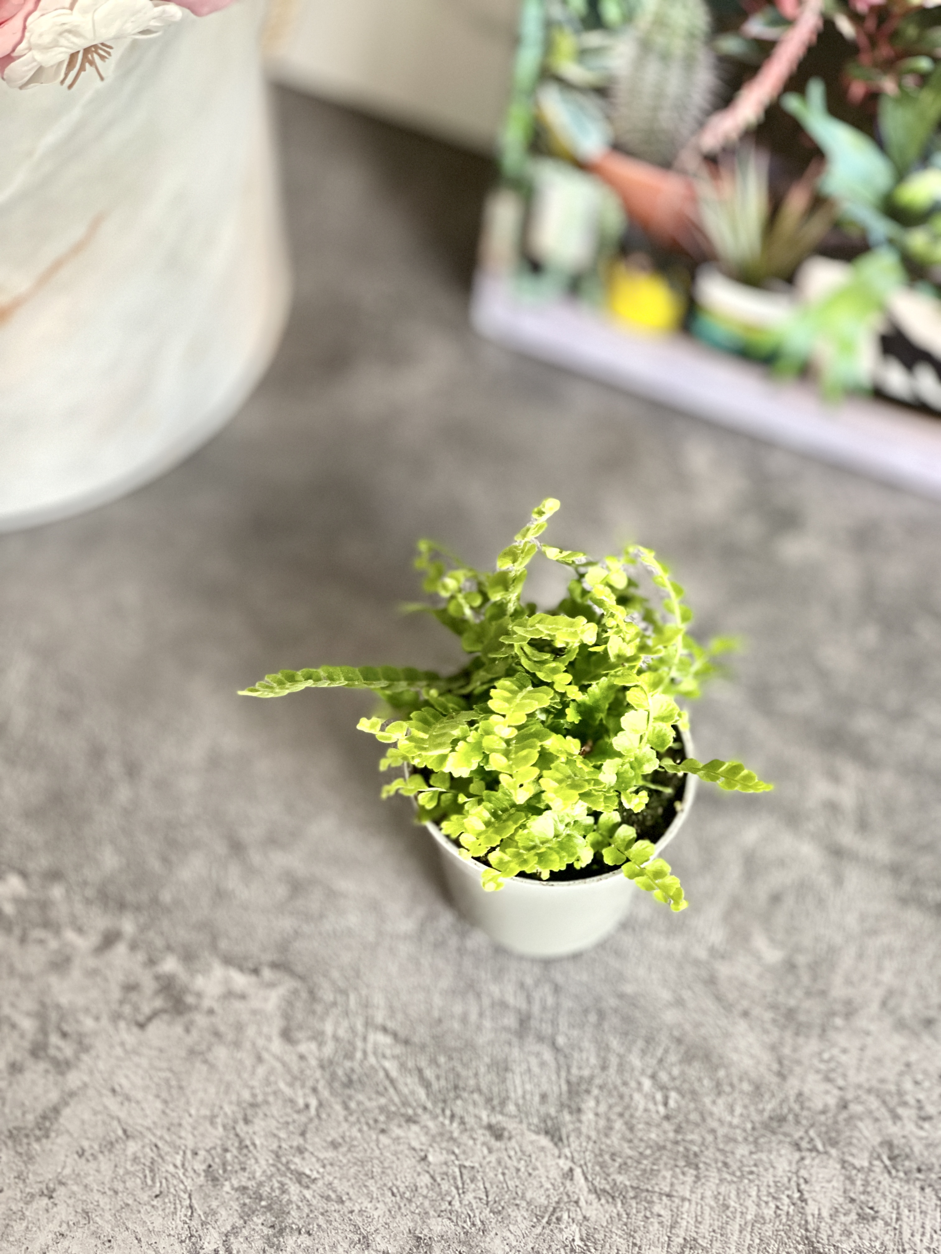 Нефролепис Даффи (Nephrolepis Exaltata Duffy) D6см
