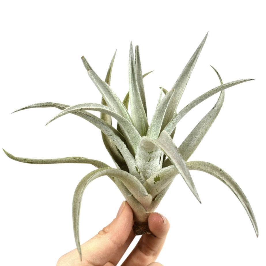 Тилландсия Харриса (Tillandsia Harrisii)