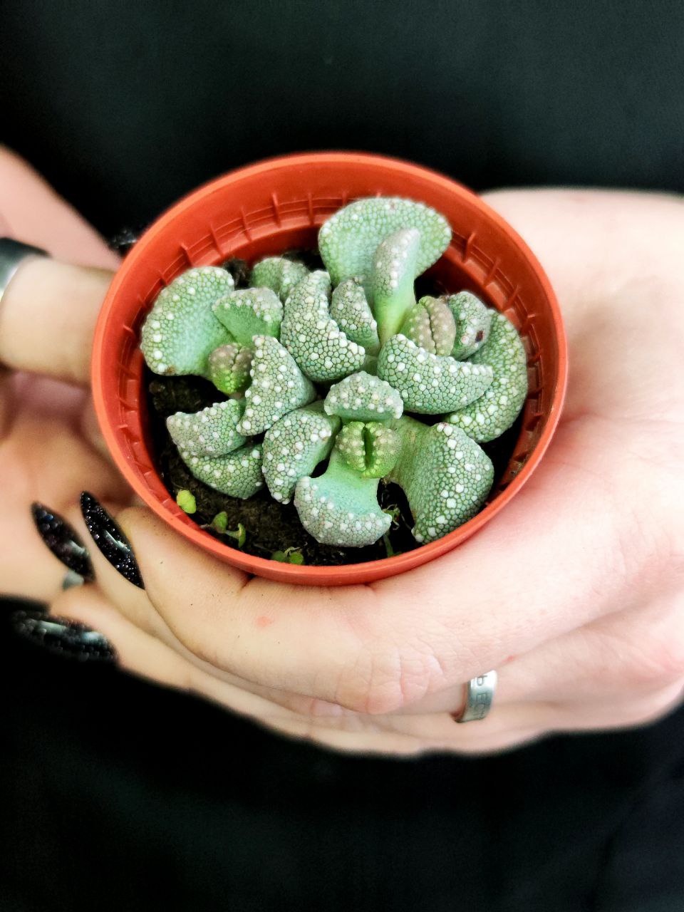 Титанопсис Примоси (Titanopsis Primosii) D5см