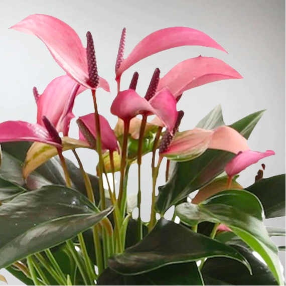 Антуриум Андре Зизу (Anthurium Andre Zizou) D9см
