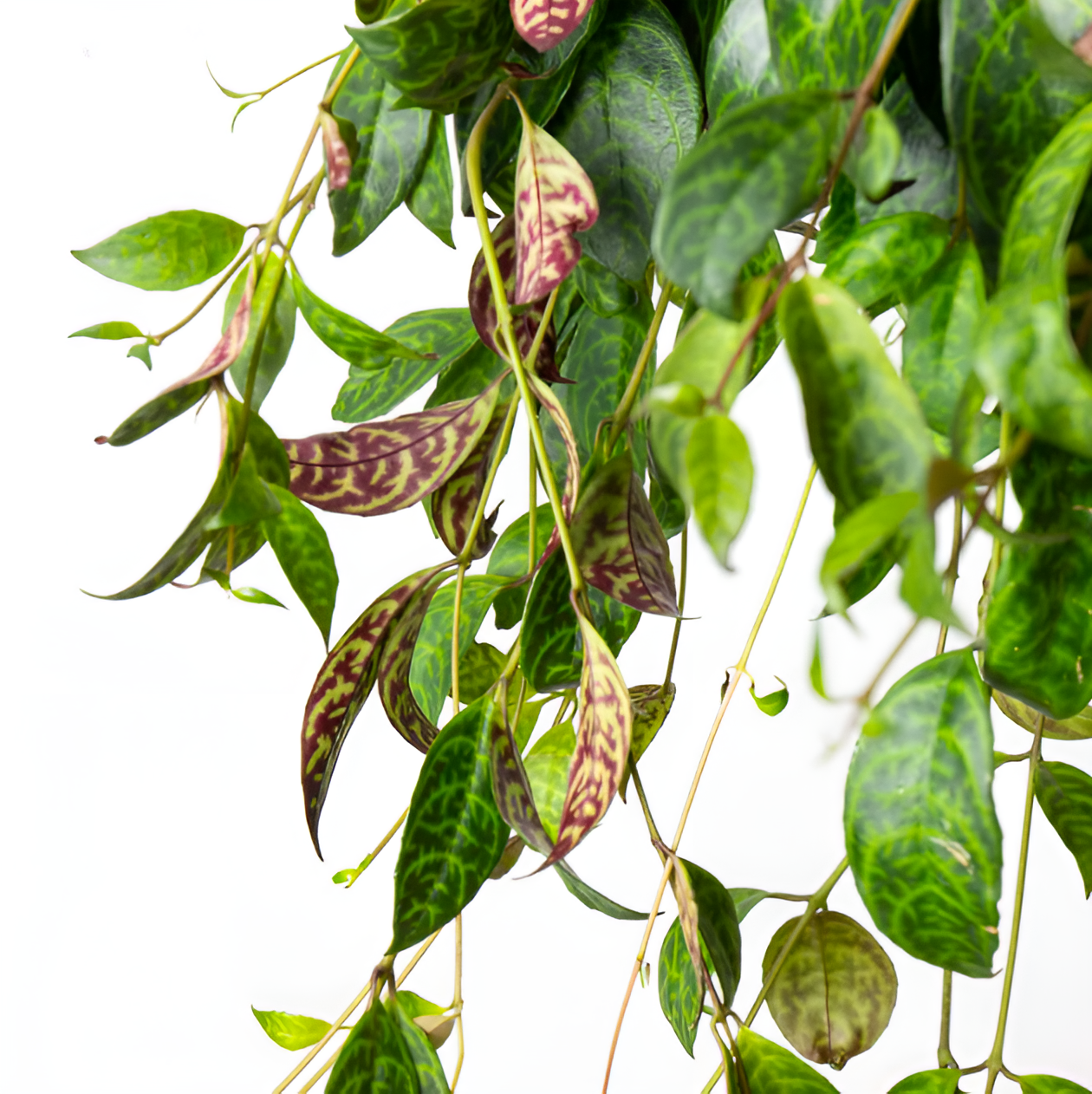 Эсхинантус Марморатус (Aeschynanthus Marmoratus) D12см