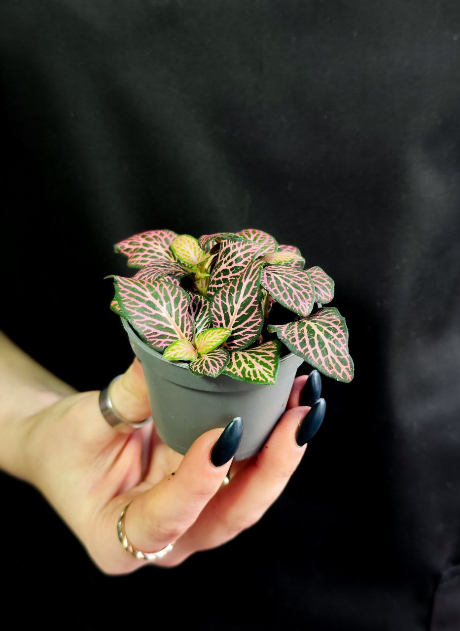 Фиттония Красный Ангел (Fittonia Red Angel) D5см