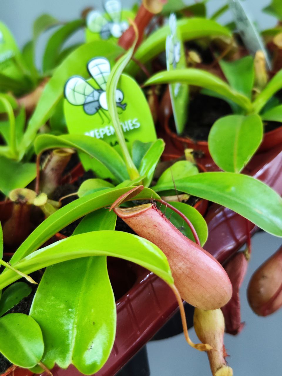 Непентес Вентрата (Nepenthes Ventrata) D9см