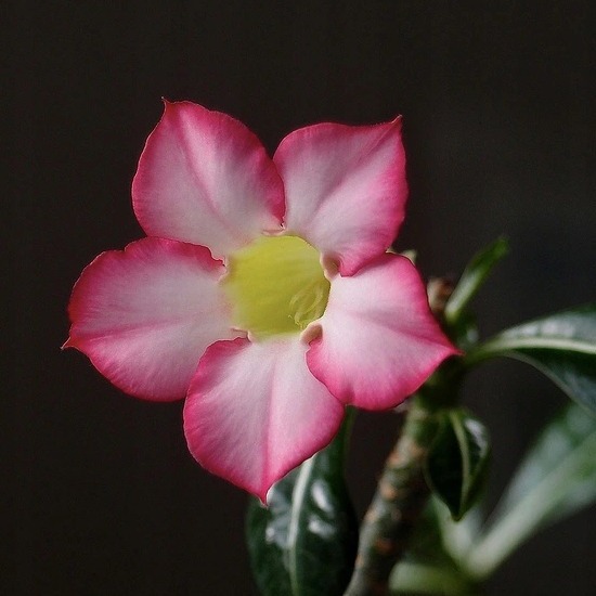 Адениум Ансу Баобаб (Adenium Ansu Baobab) D12см