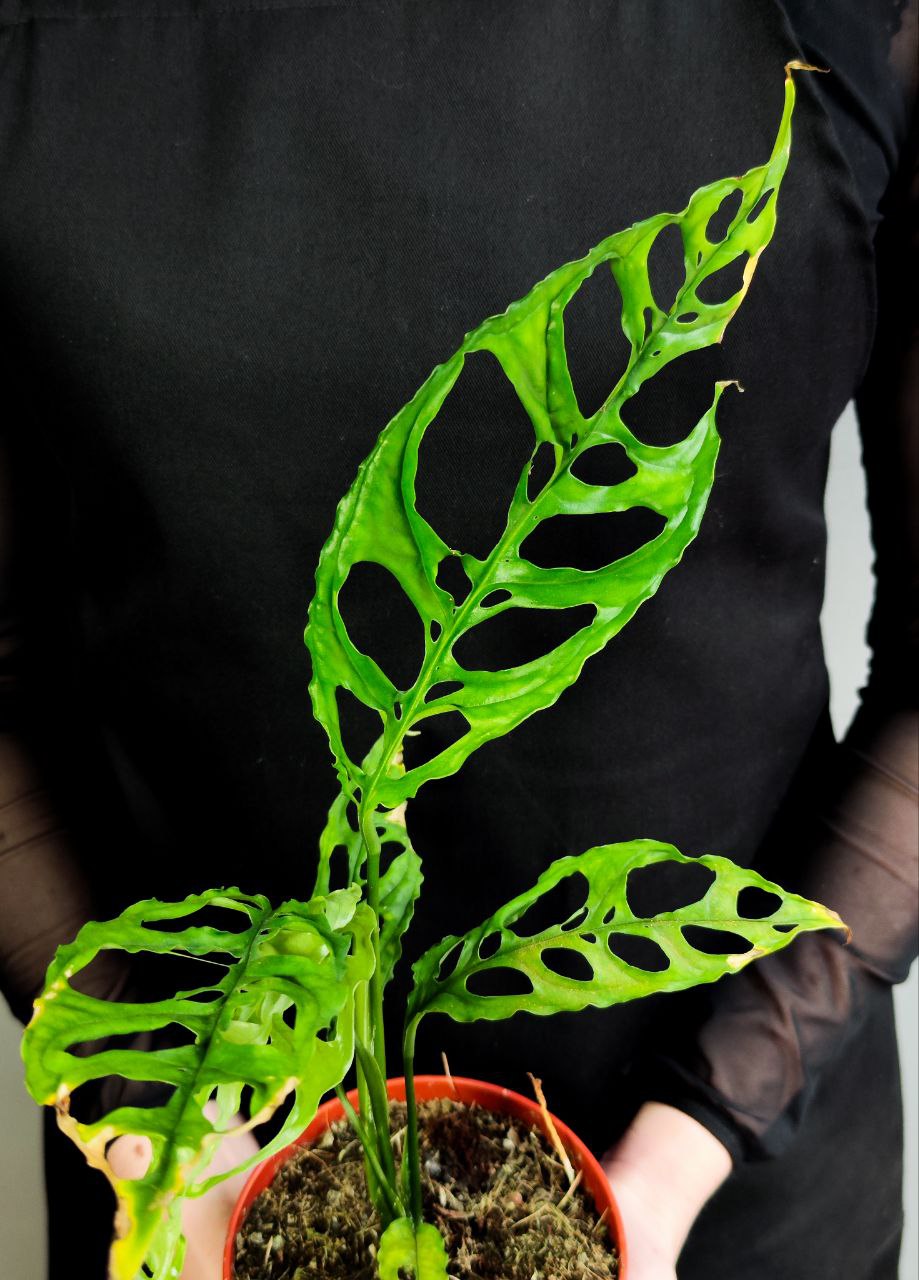 Монстера Обликва Перу (Monstera Obliqua Peru) D12см