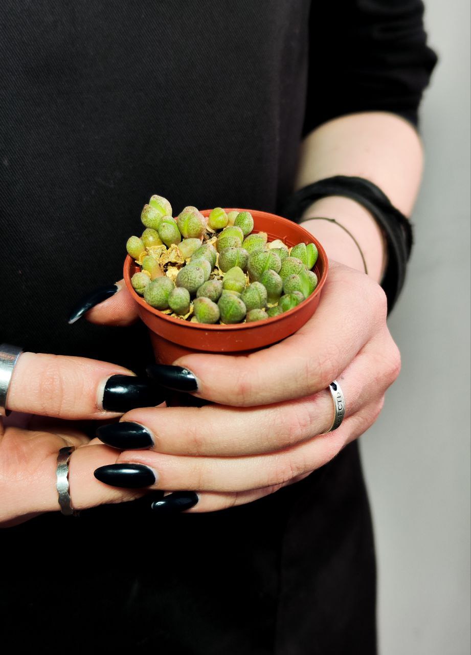 Плейоспилос Нелли Мини (Pleiospilos Nelii Mini) D5см