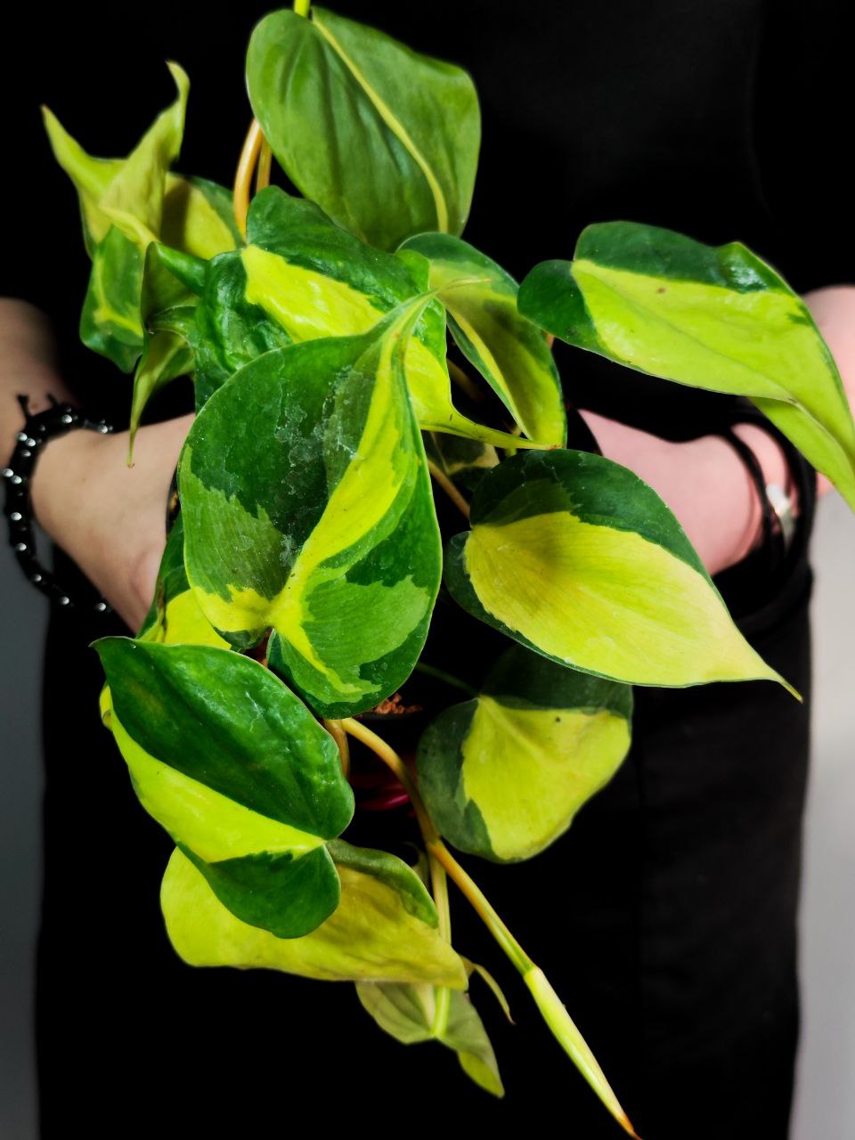 Филодендрон Сканденс Бразил (Philodendron Scandens Brazil) D12см