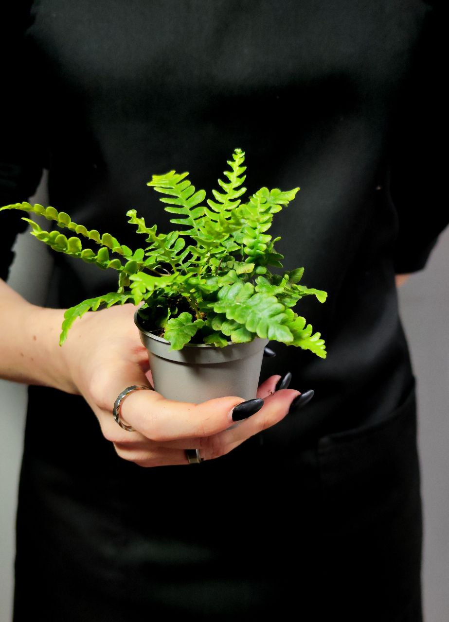 Папоротник Дербянка Колосистая (Blechnum Spicant) D6см