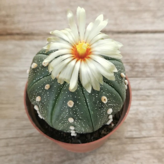 Астрофитум Звёздчатый, или Астрофитум Астериас (Astrophytum Asterias) D5см