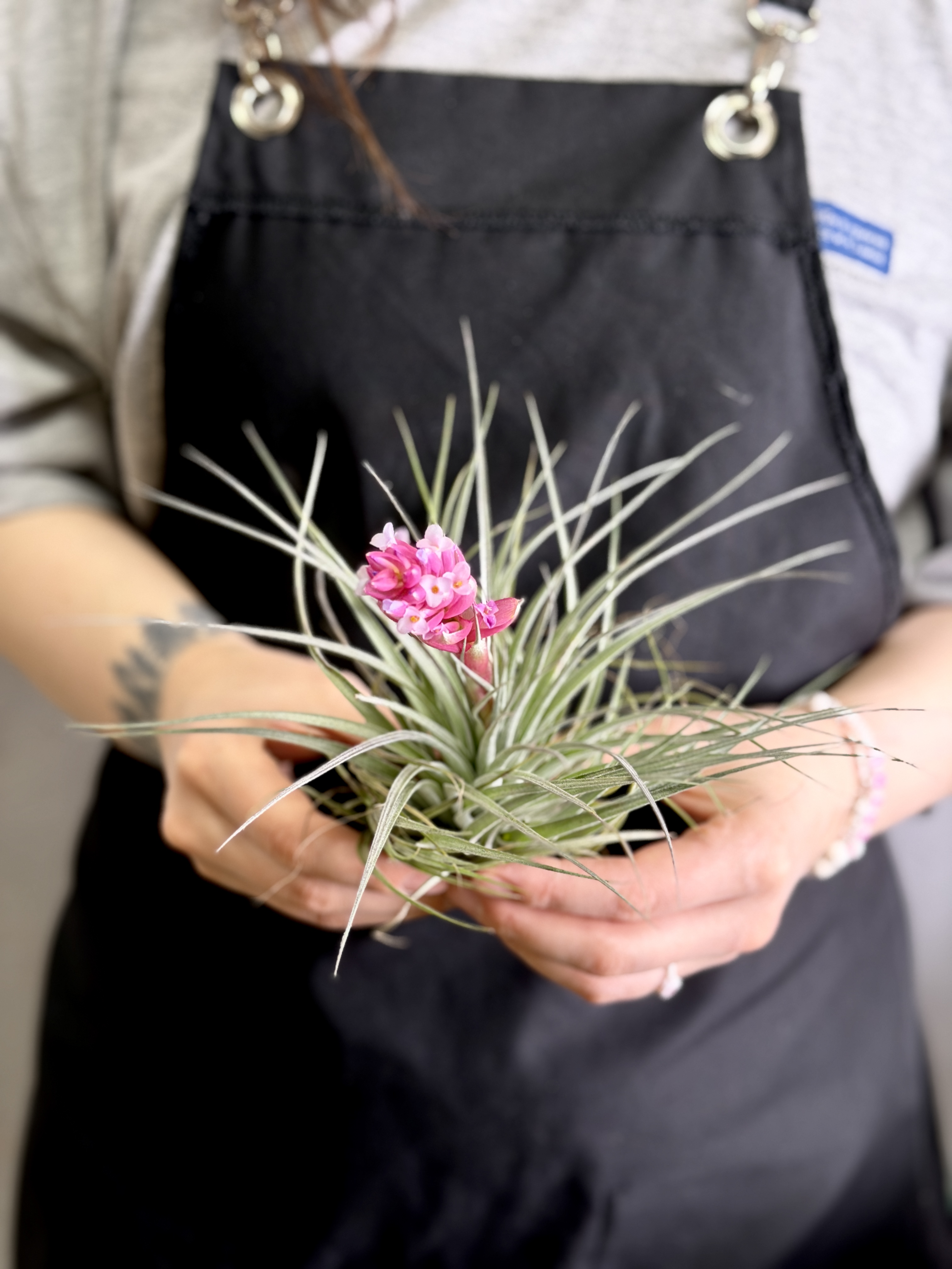 Тилландсия Хьюстон XL (Tillandsia Houston XL)