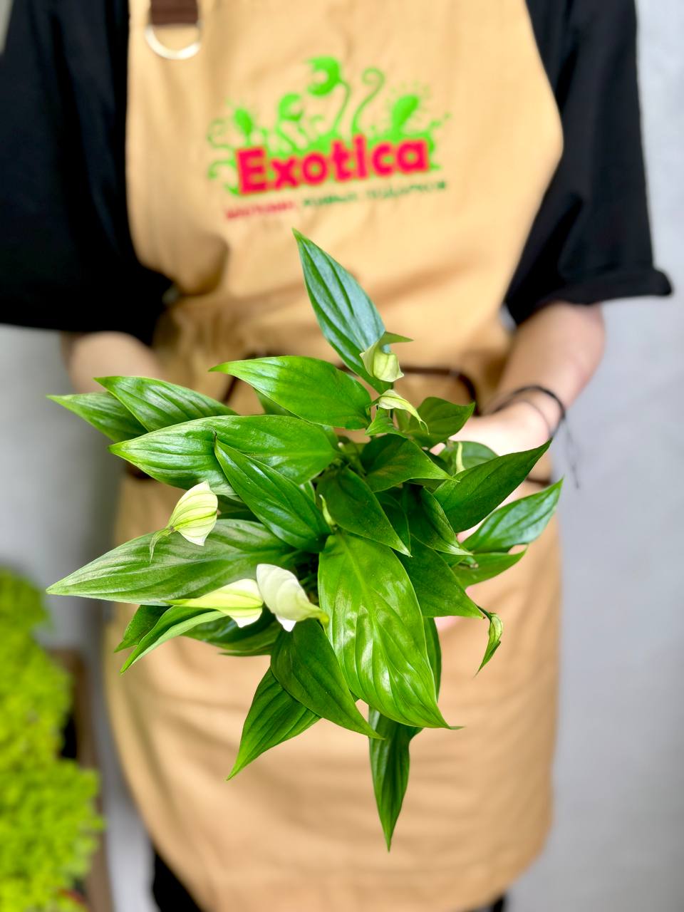 Спатифиллум Алана (Spathiphyllum Alana) D9см