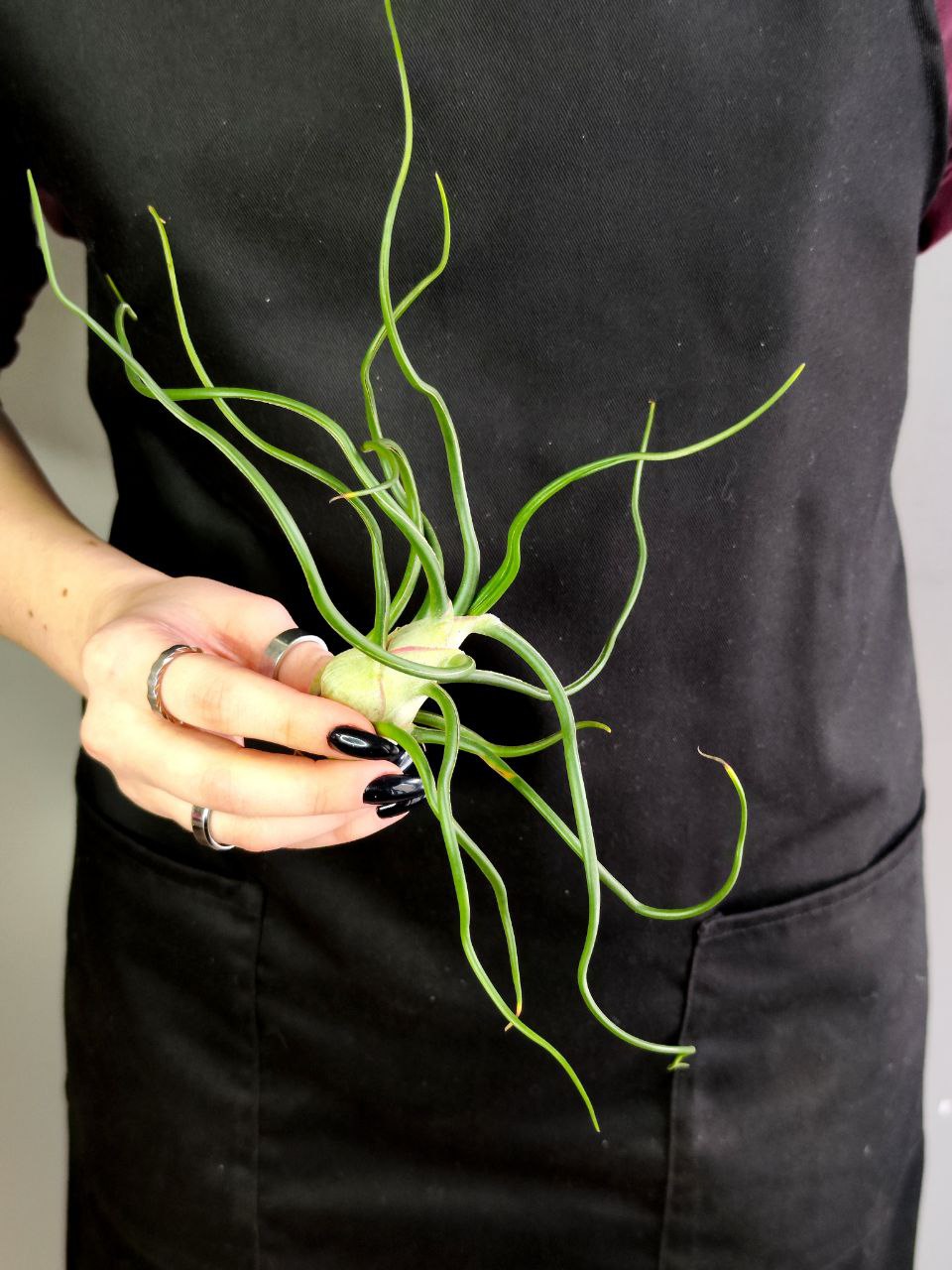 Тилландсия Бульбовидная (Tillandsia Bulbosa) XL