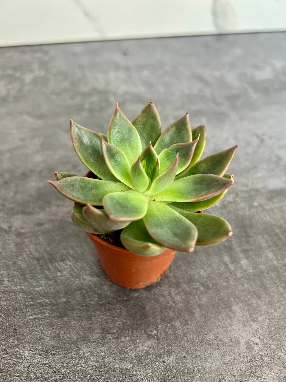 Эхеверия Гибридная (Echeveria Hybrid) D5см