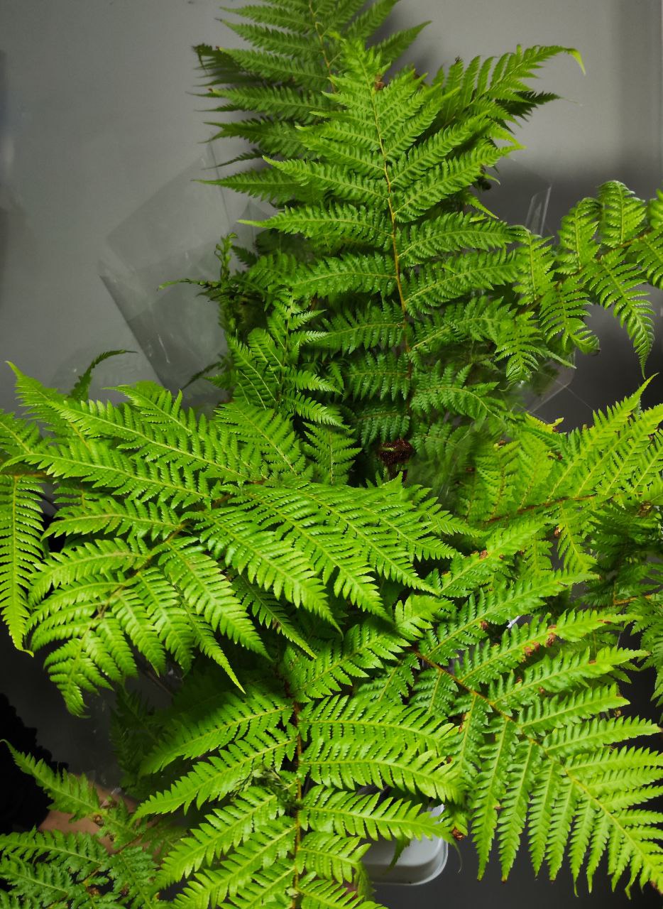 Папоротник Циатея Купера (Cyathea Cooperii) D12см