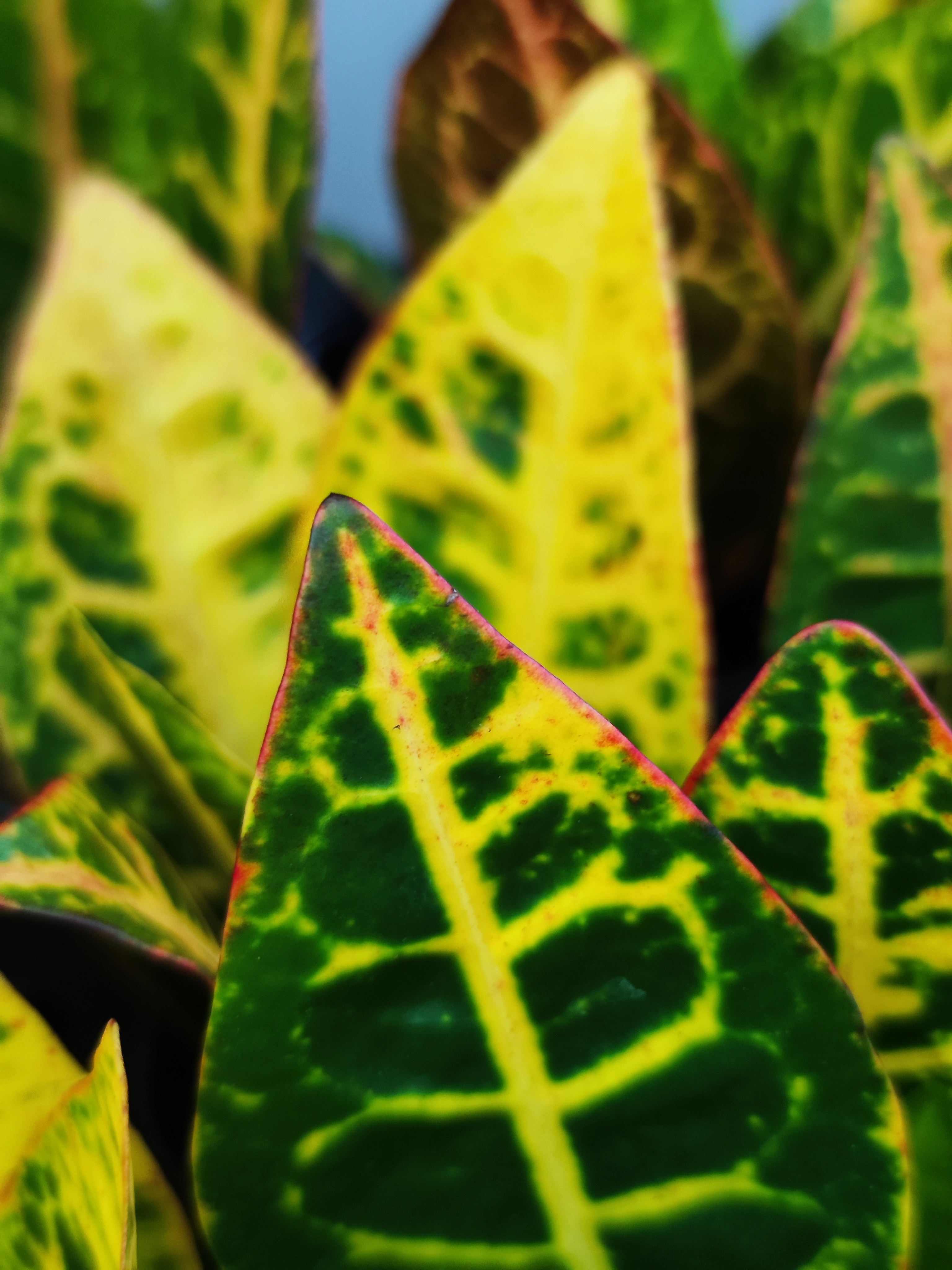 Кодиеум Петра (Codiaeum Petra) D6см