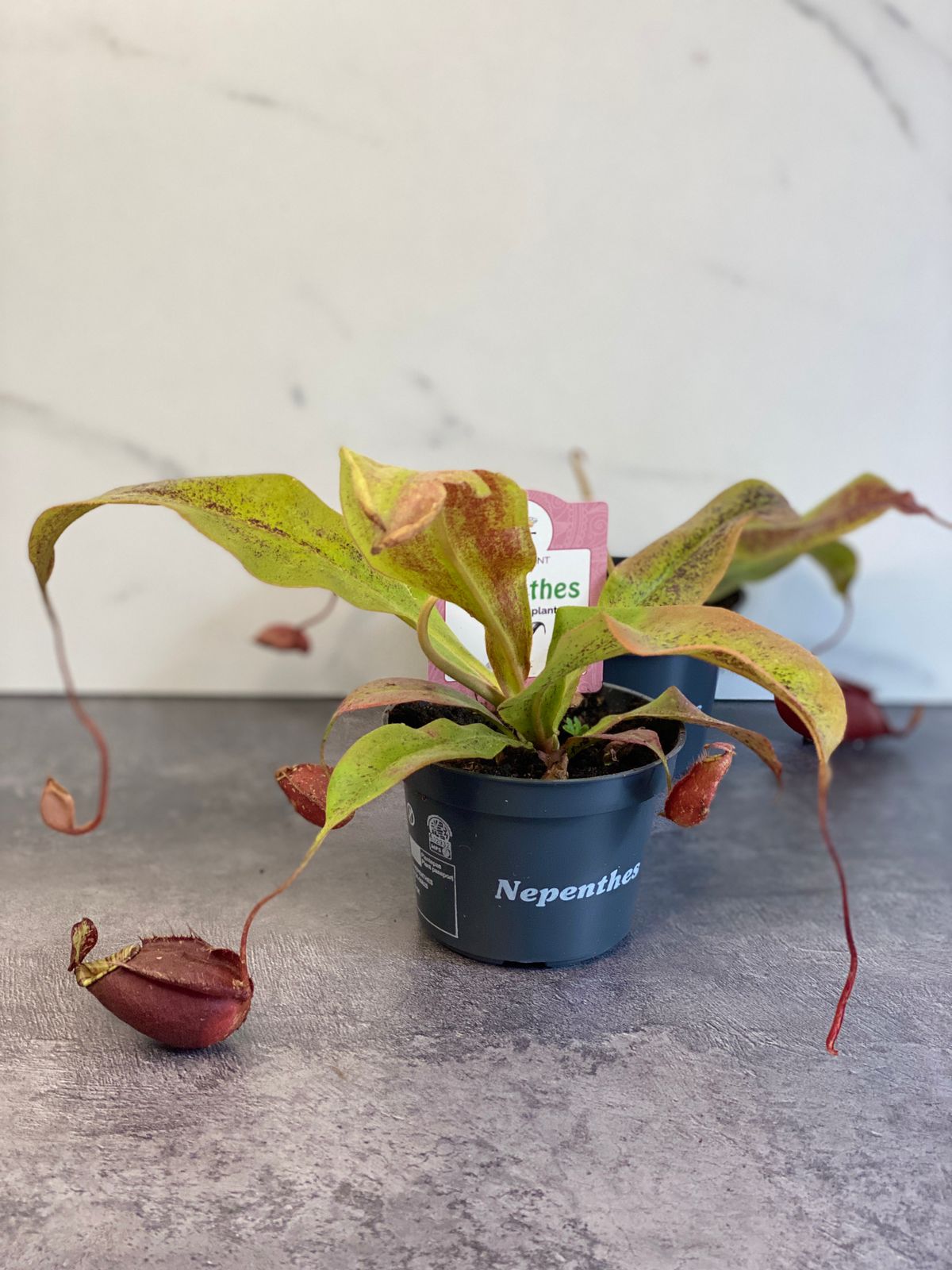 Непентес Ампулярия Красная (Nepenthes Ampullaria Red) D9см