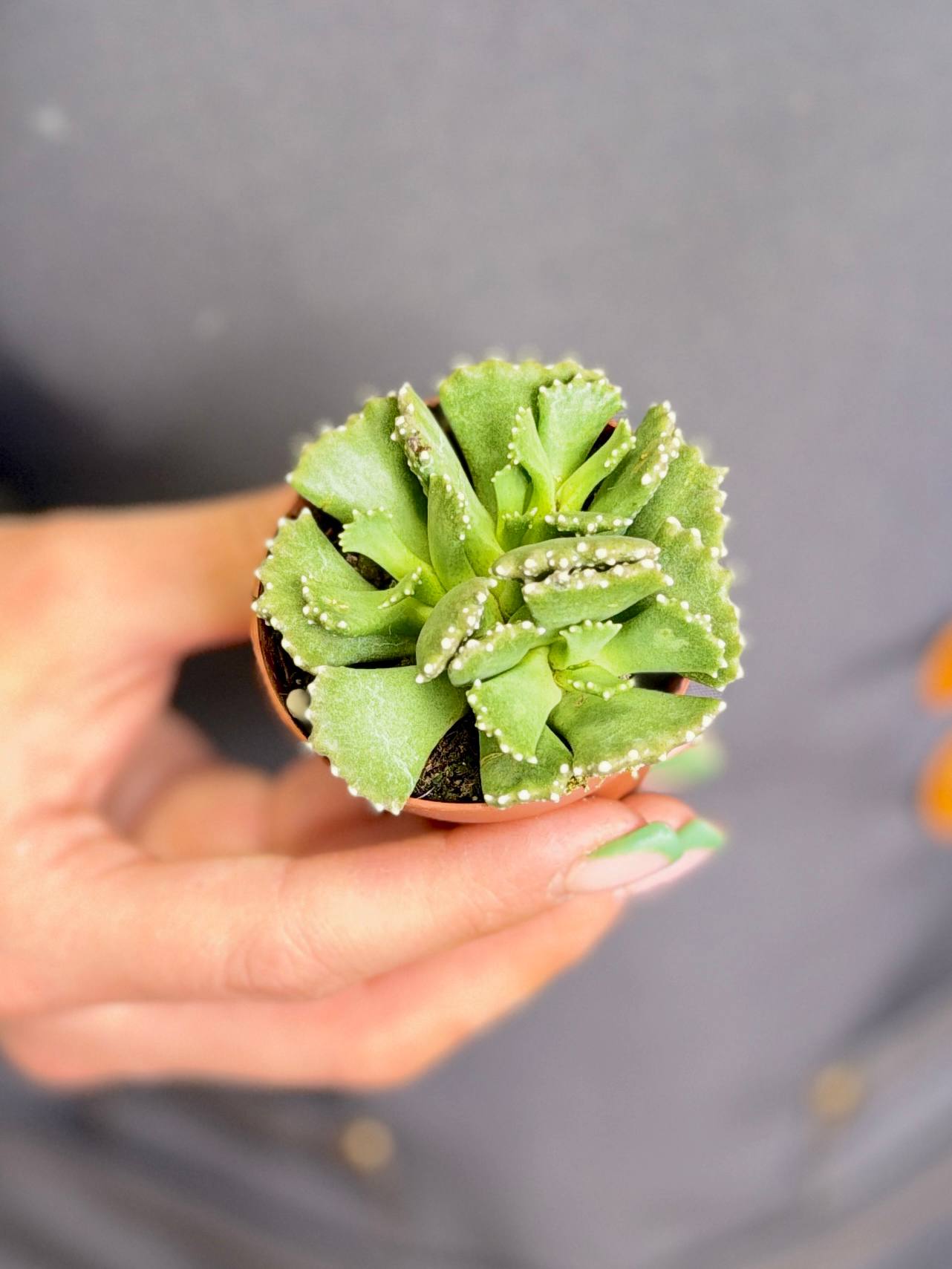 Алоинопсис Мальхерба (Aloinopsis Malherbei) D5см