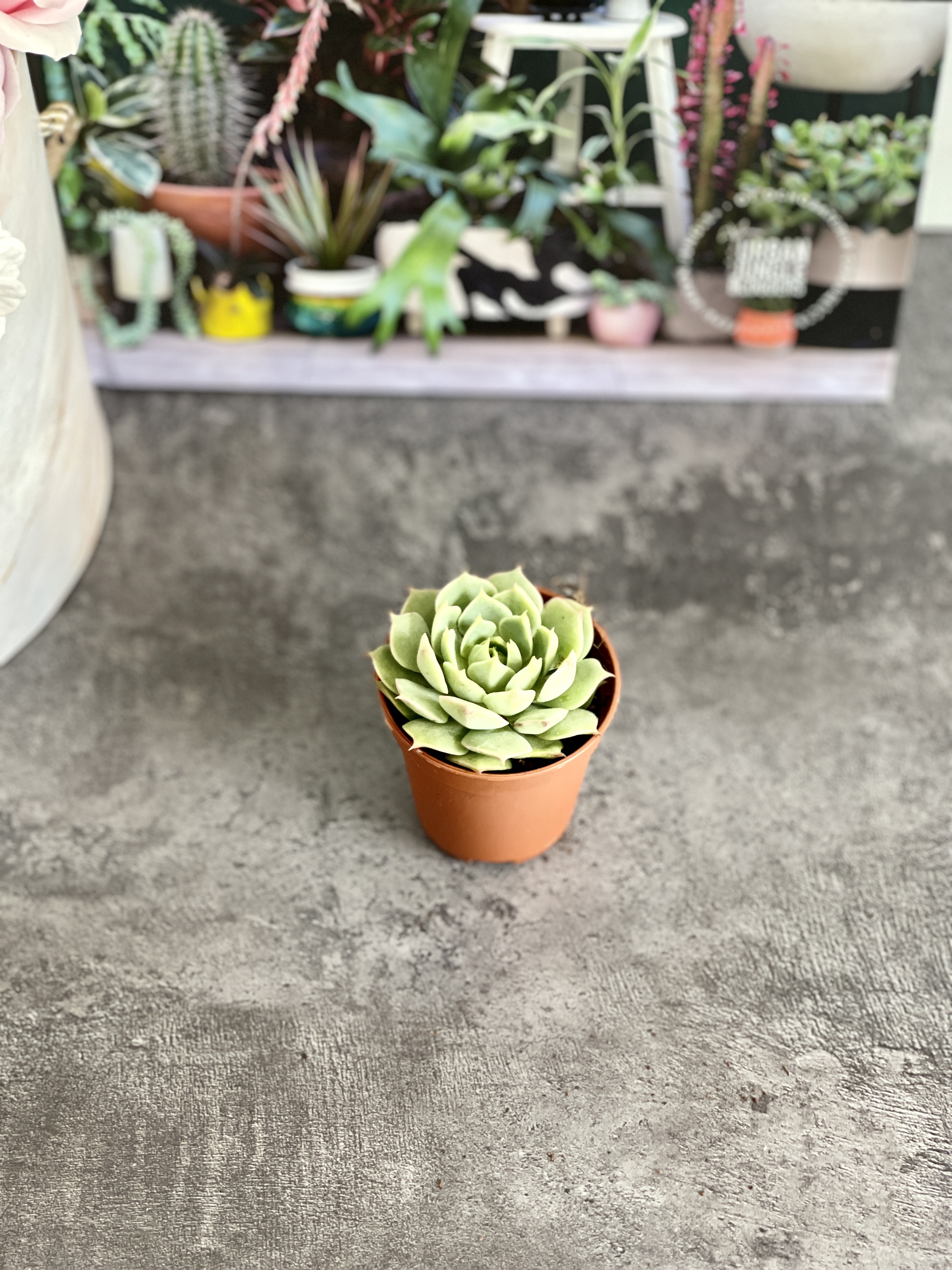 Эхеверия Рамилетте (Echeveria Ramilette) D5см