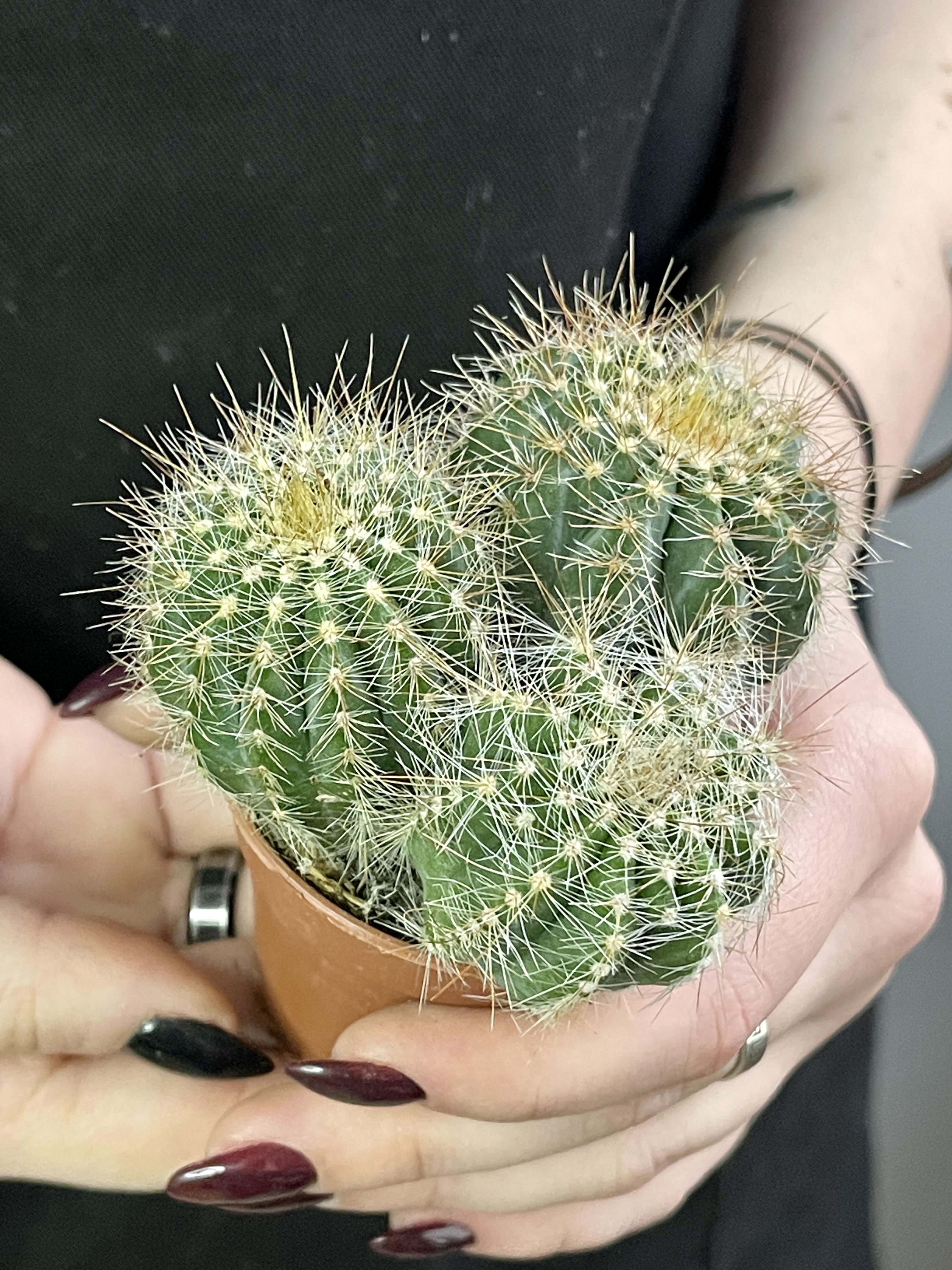 Нотокактус Магнификус Груп (Notocactus Mafnificus group) D5см
